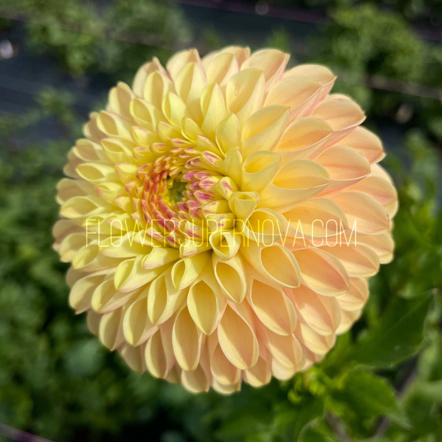Dahlia Van Isle Mary - LIMIT 1
