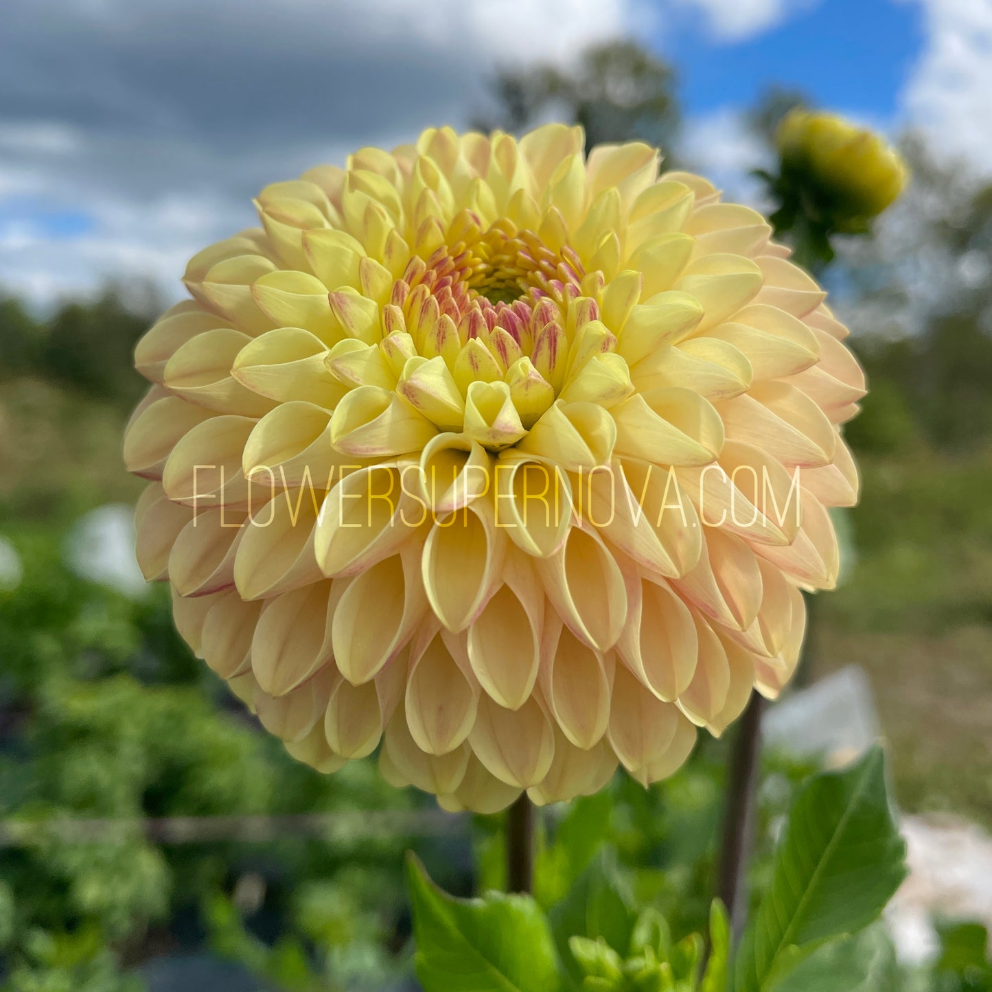Dahlia Van Isle Mary - LIMIT 1