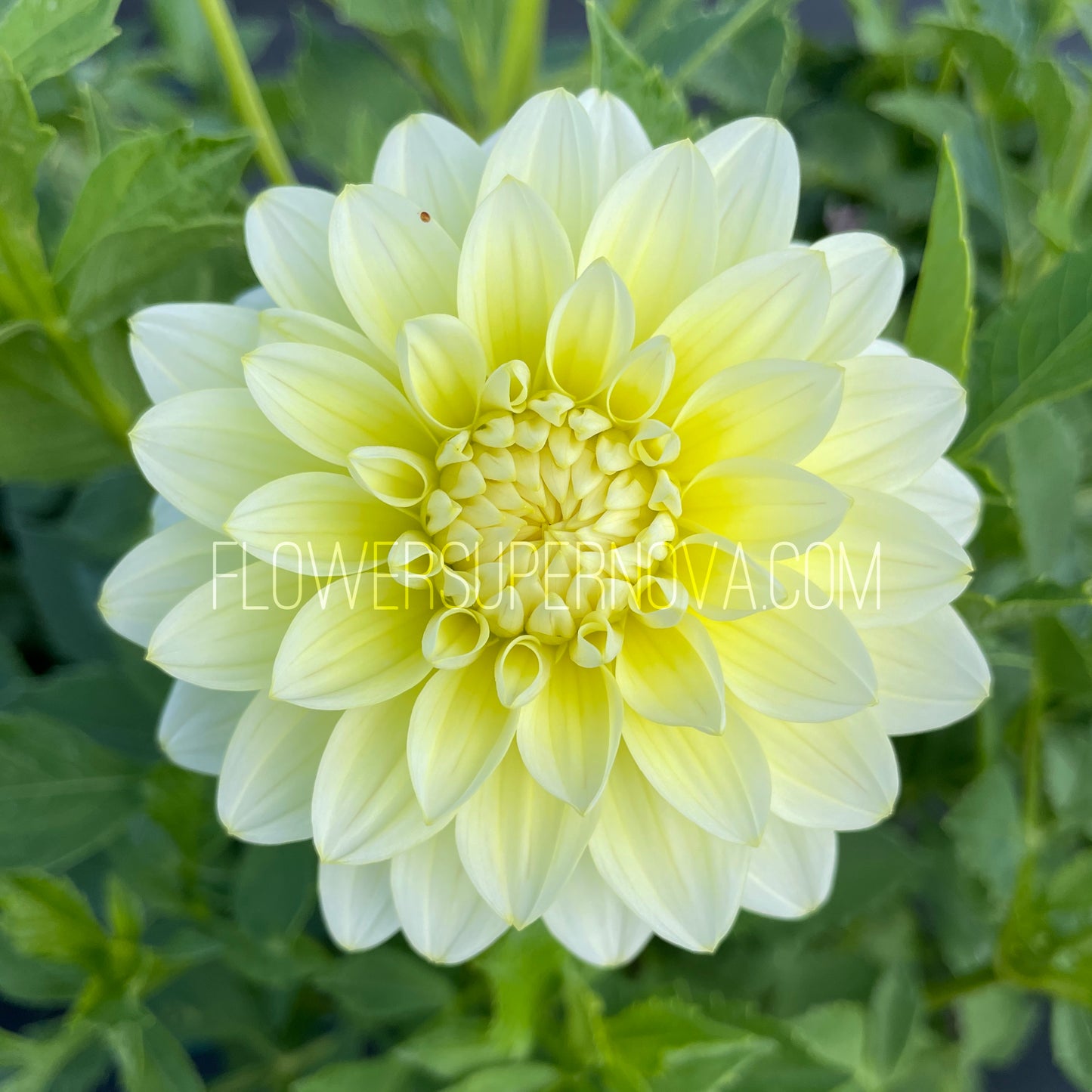 Dahlia Lemon Drops