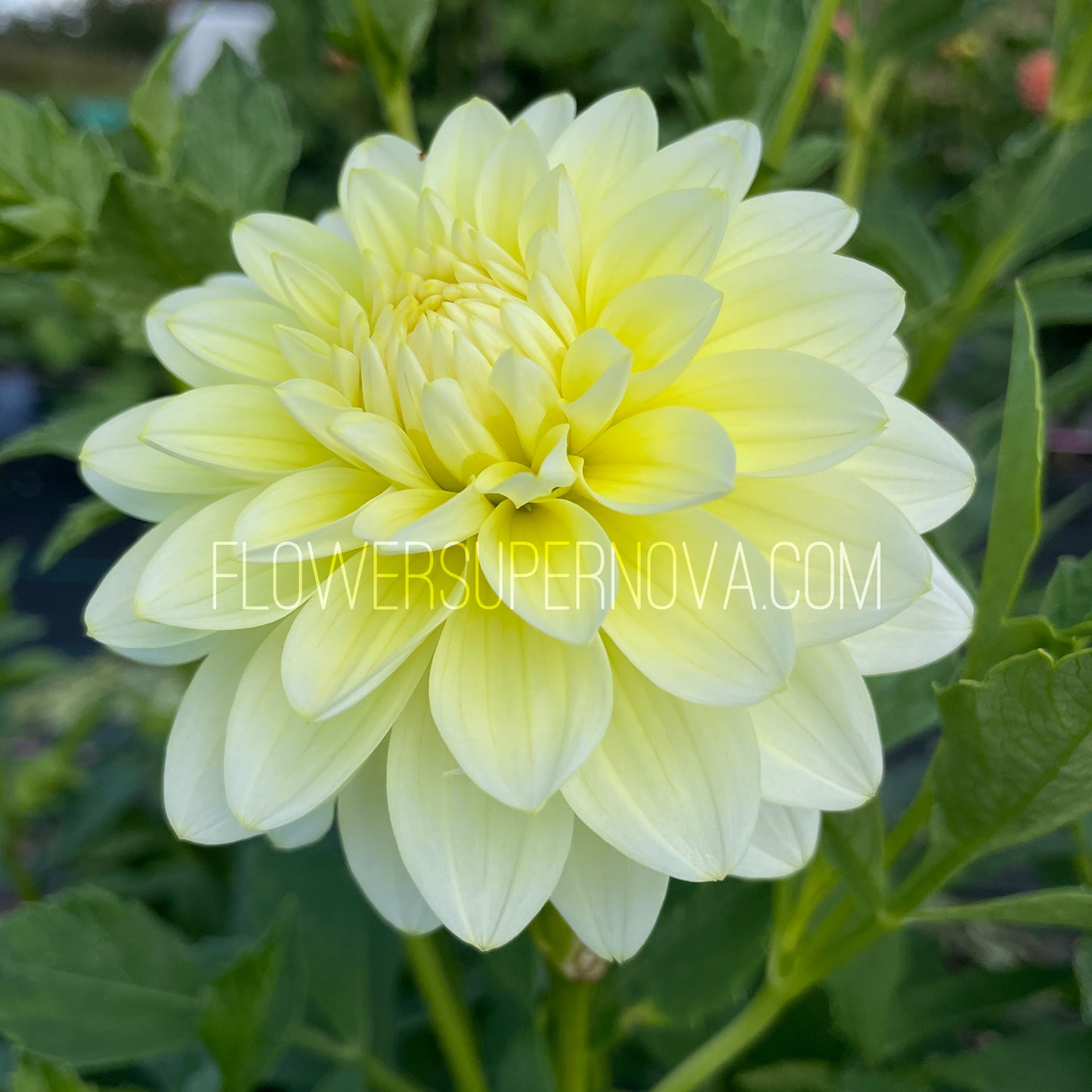 Dahlia Lemon Drops