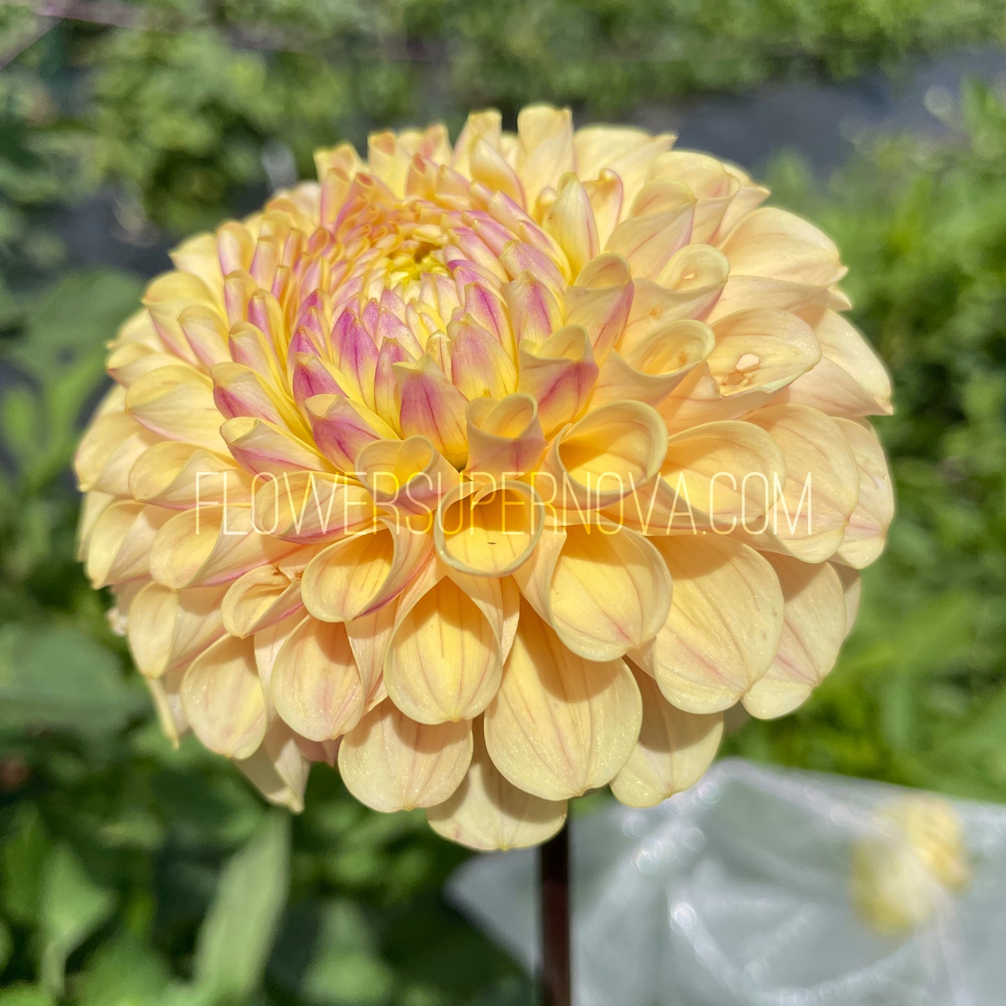 Dahlia 20th Ave Gwen - LIMIT 1