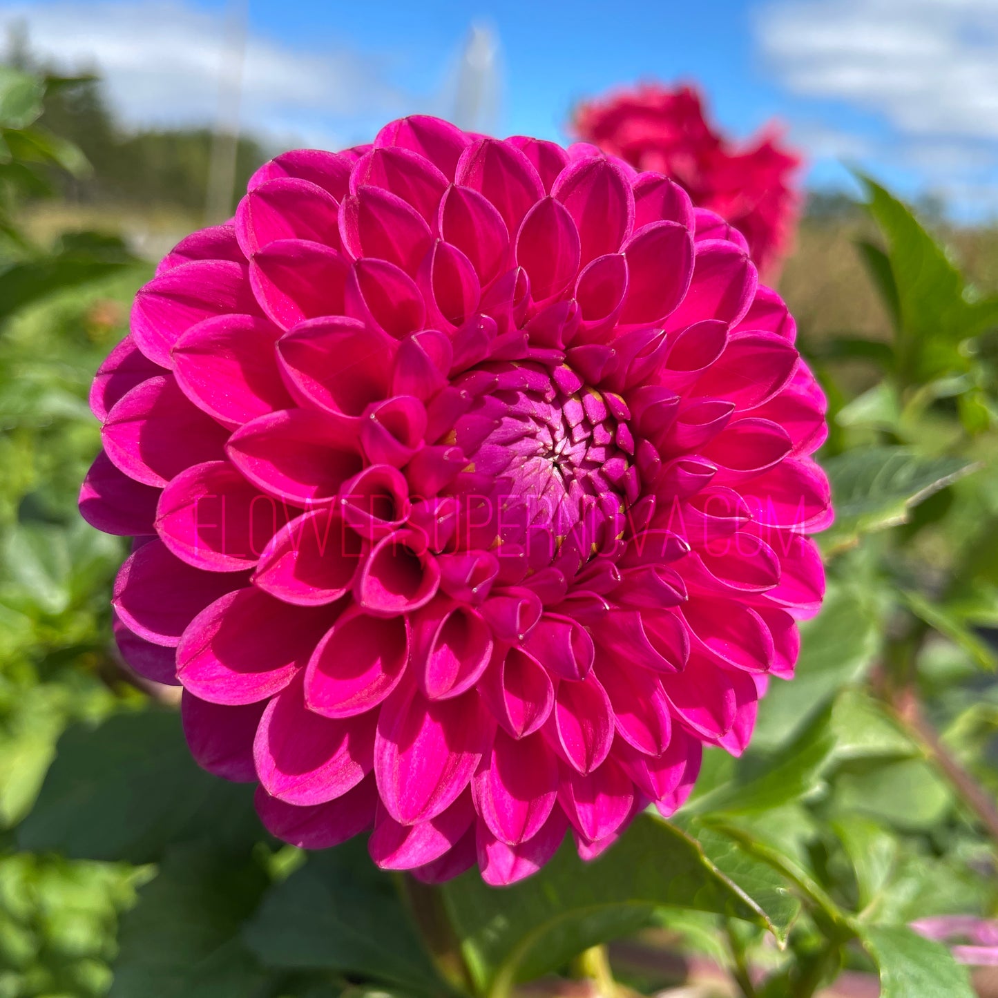 Dahlia Mary's Jomanda