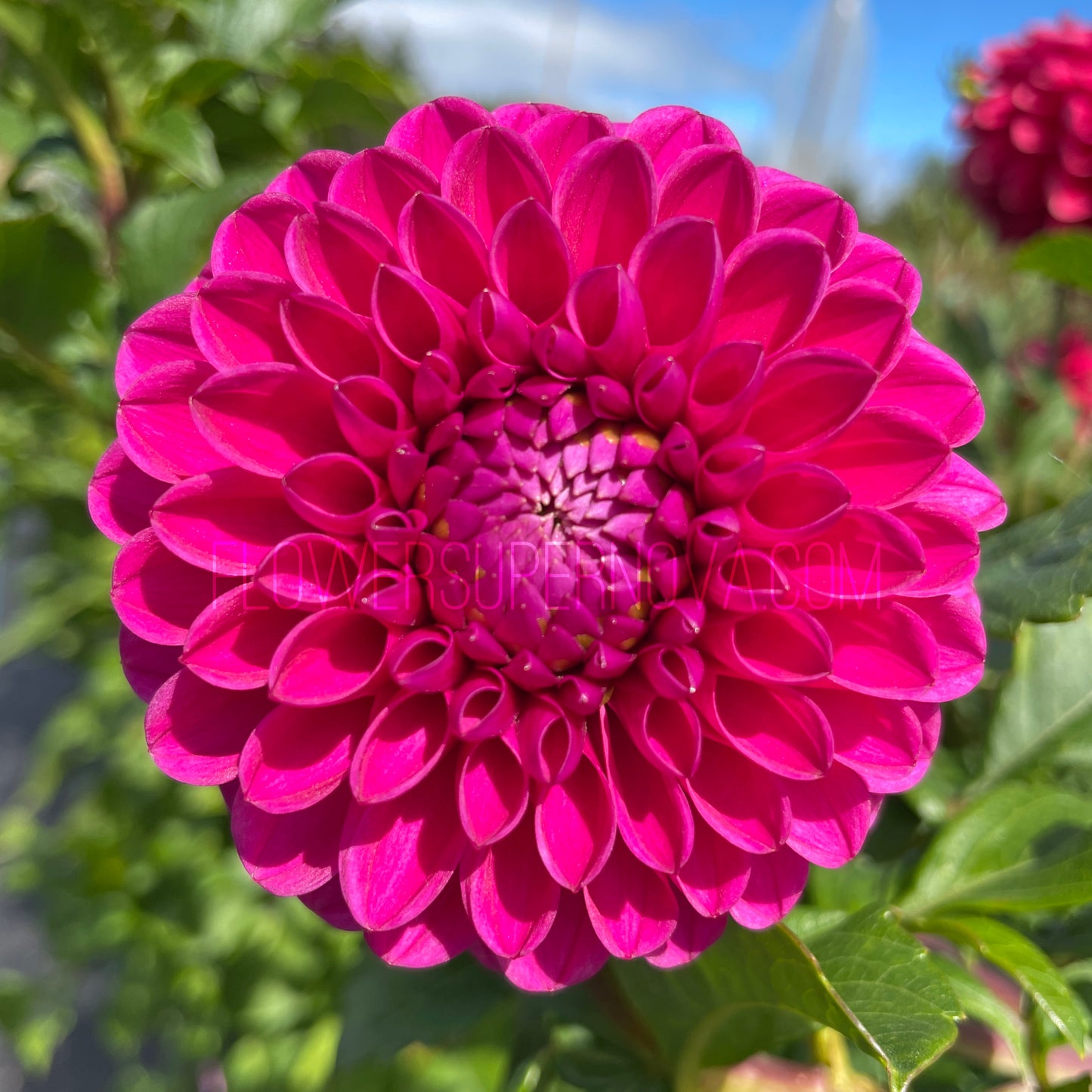 Dahlia Mary's Jomanda