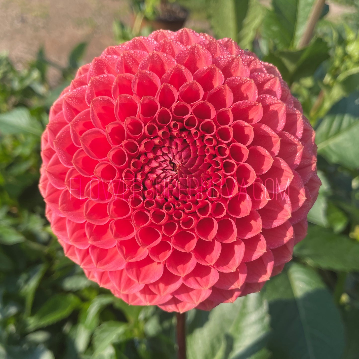 Dahlia Crazy 4 Wylie Quinn - LIMIT 1