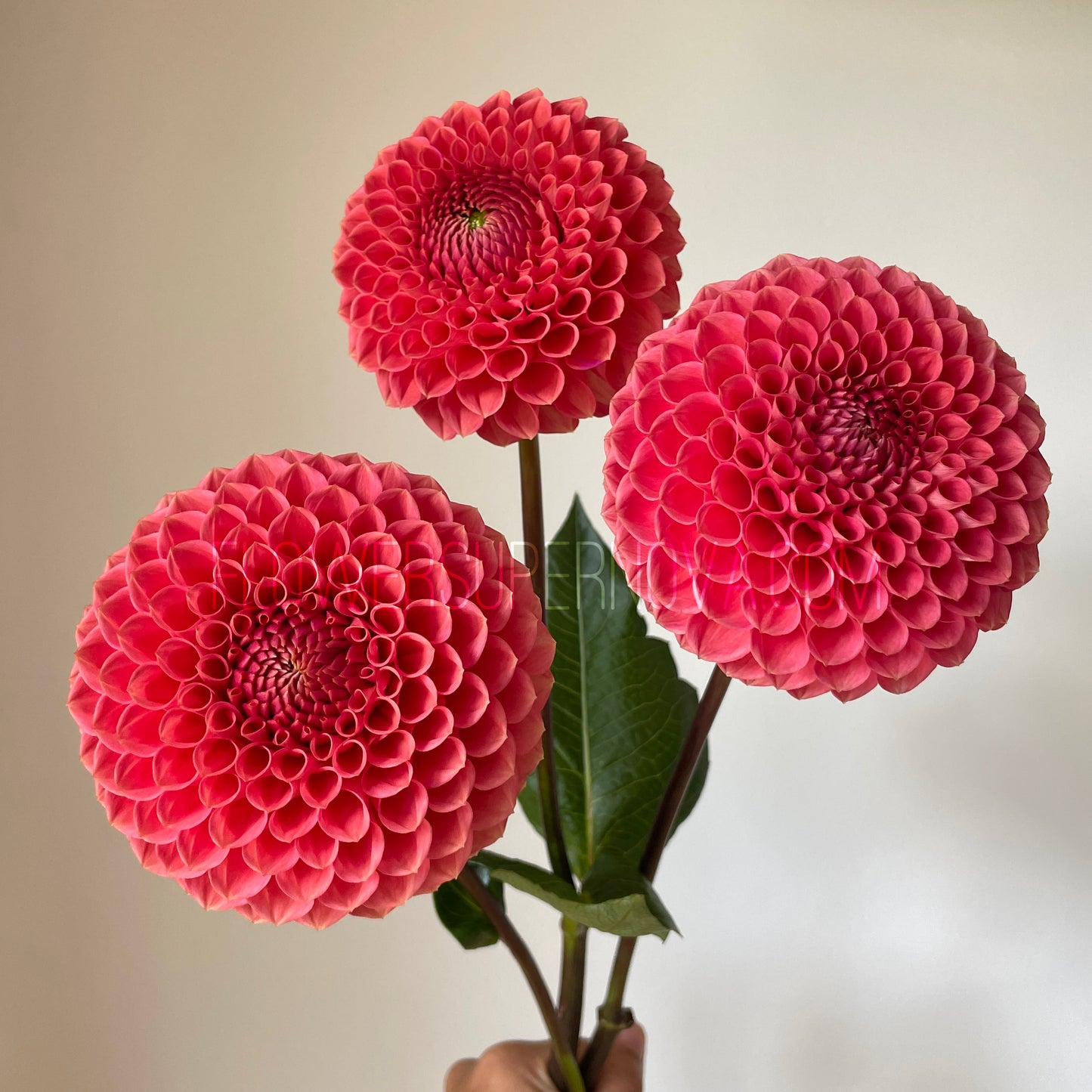 Dahlia Crazy 4 Wylie Quinn - LIMIT 1