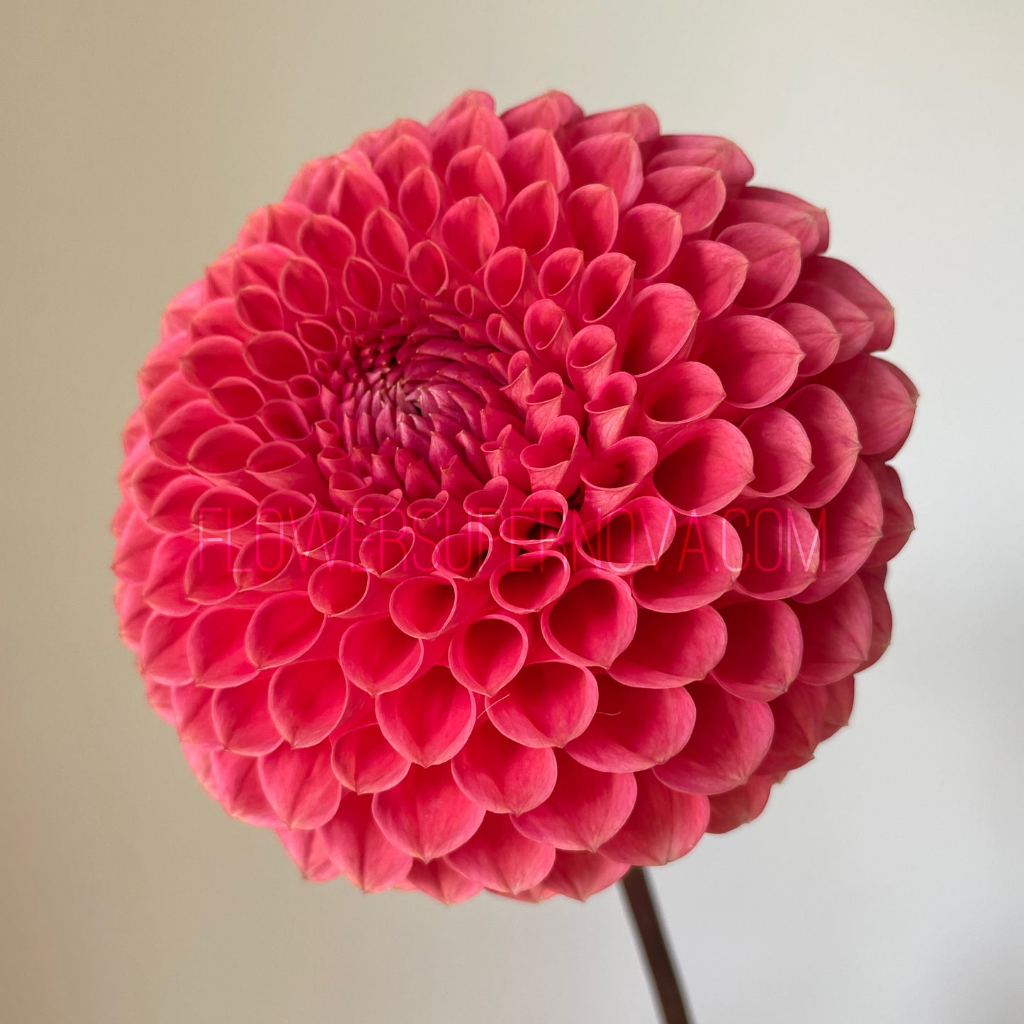 Dahlia Crazy 4 Wylie Quinn - LIMIT 1