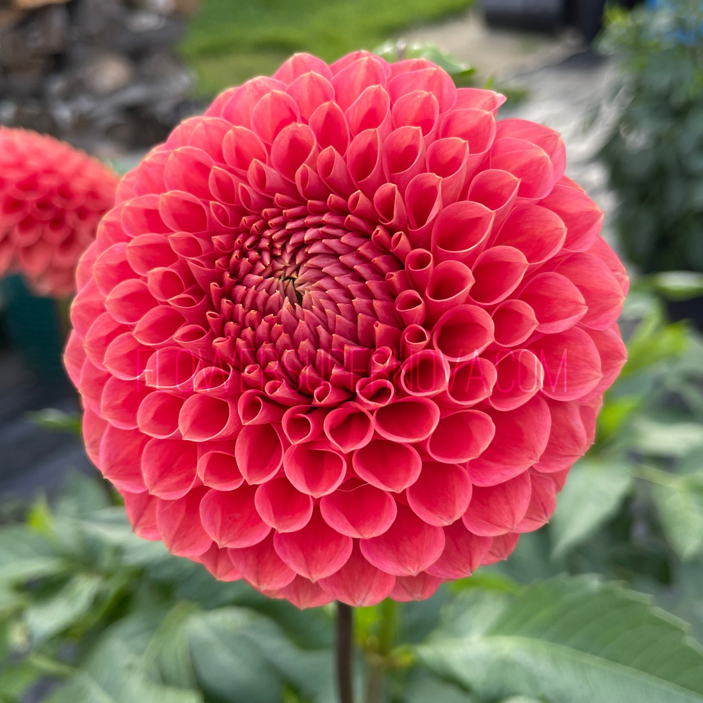 Dahlia Crazy 4 Wylie Quinn - LIMIT 1