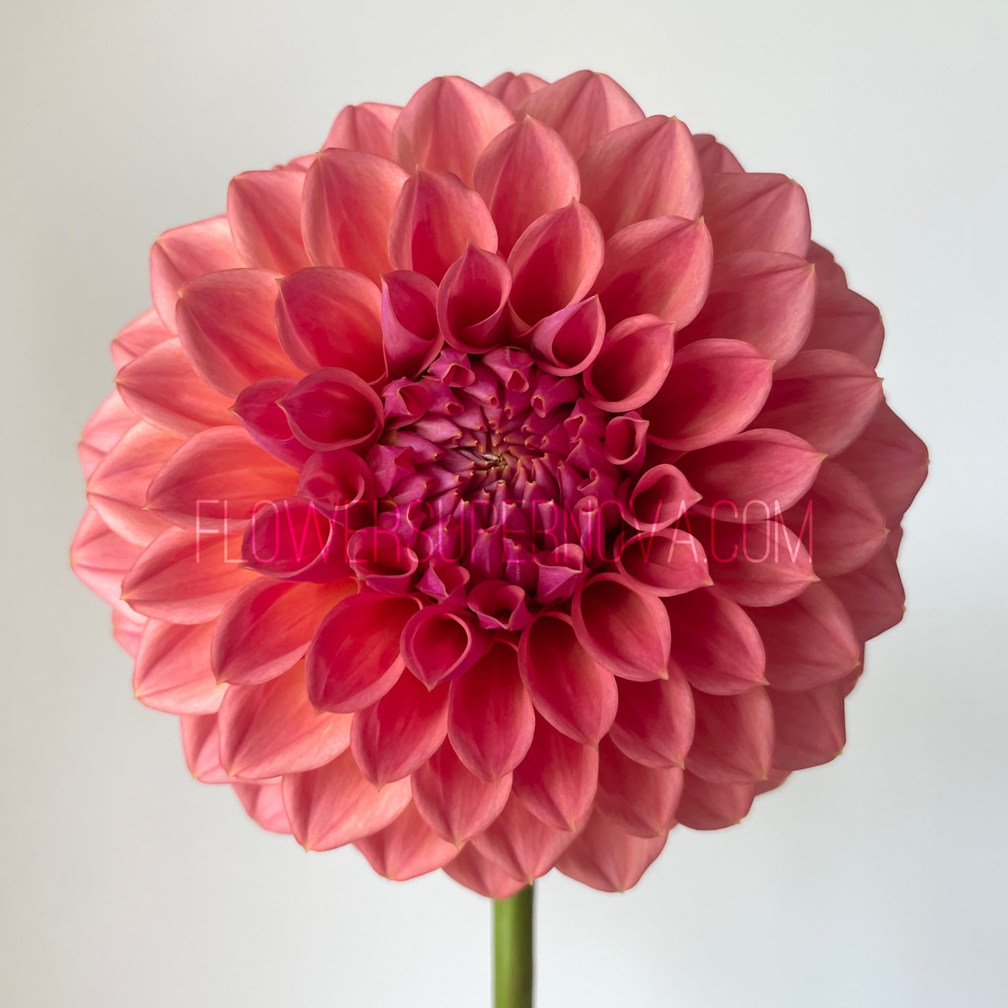 Dahlia Crazy 4 Don - LIMIT 1