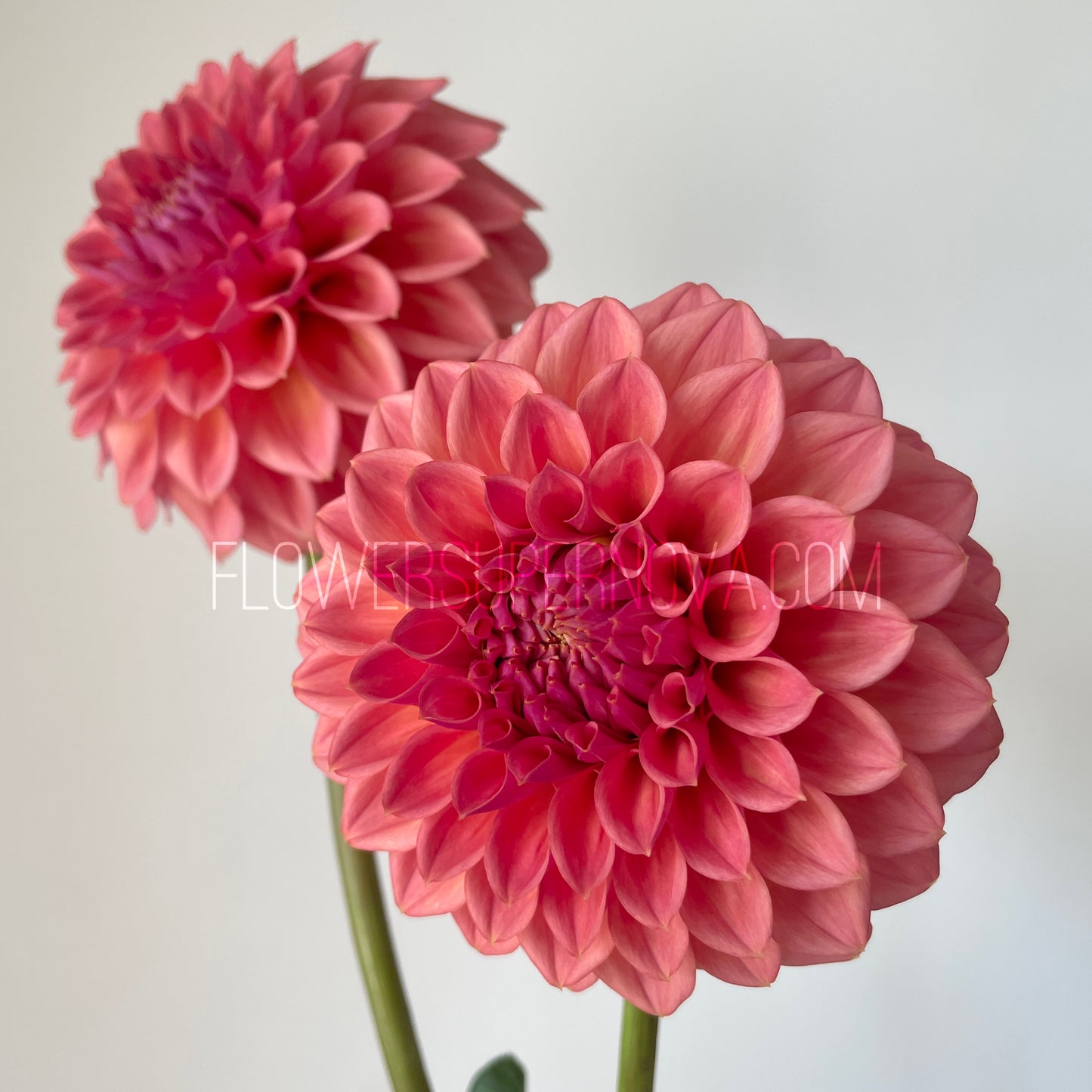 Dahlia Crazy 4 Don - LIMIT 1