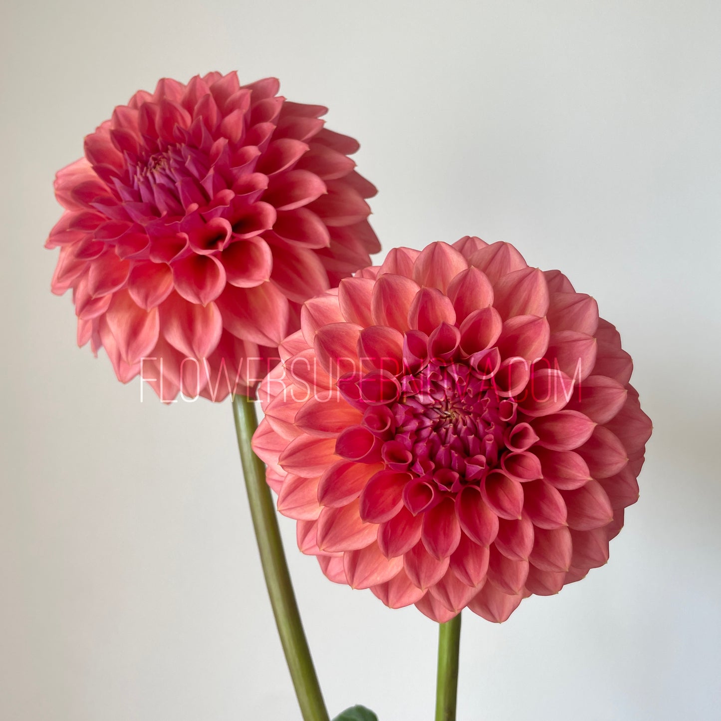 Dahlia Crazy 4 Don - LIMIT 1