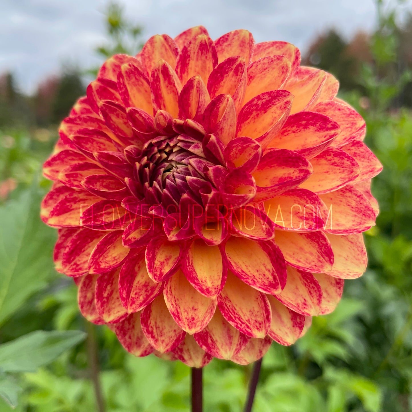 Dahlia Tahoma Vivian