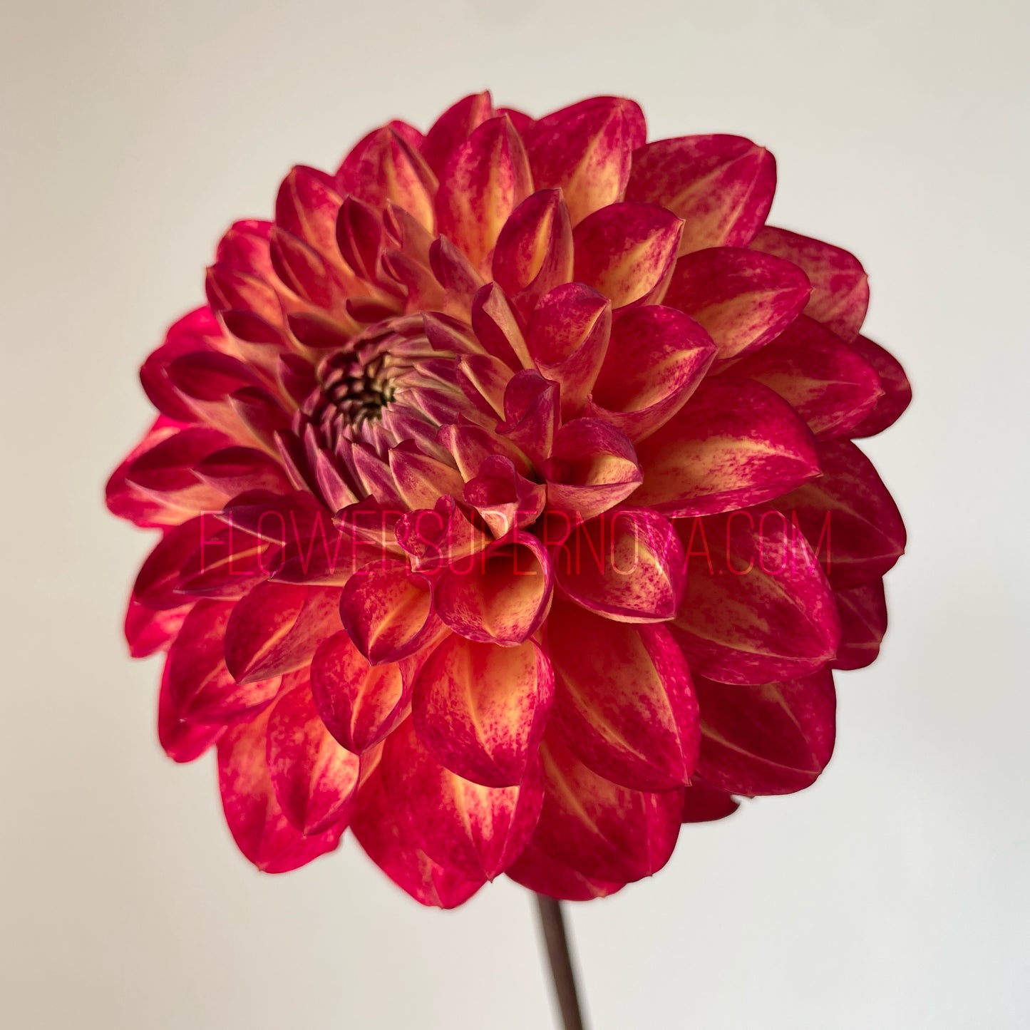 Dahlia Tahoma Vivian