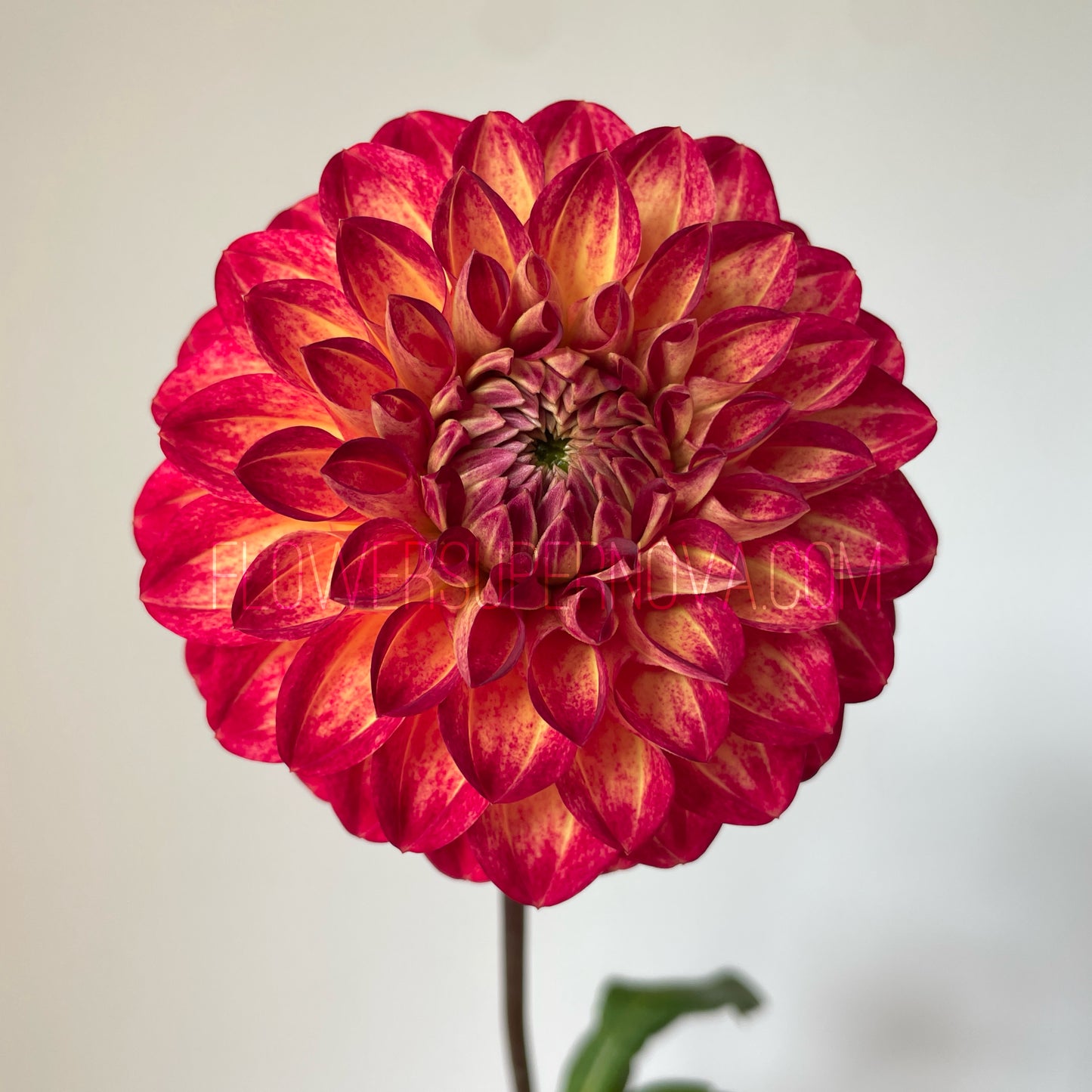 Dahlia Tahoma Vivian