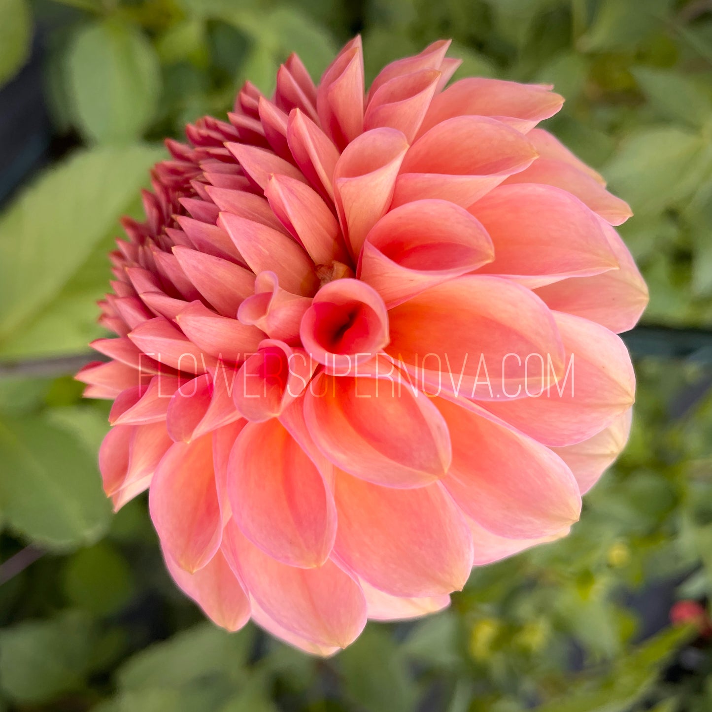 Dahlia 20th Ave Pink Cloud - LIMIT 1