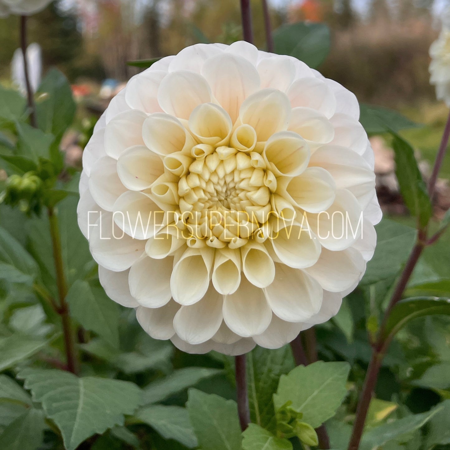 Dahlia 20th Ave Memory