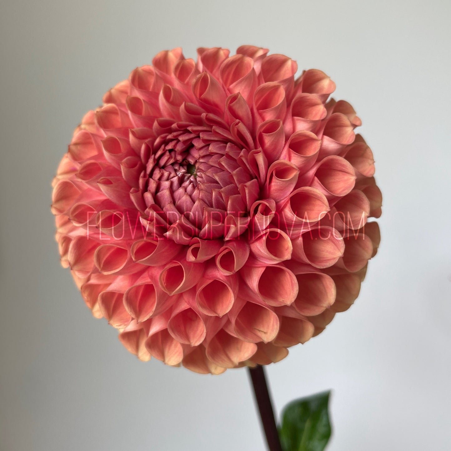 Dahlia Cornel Bronze