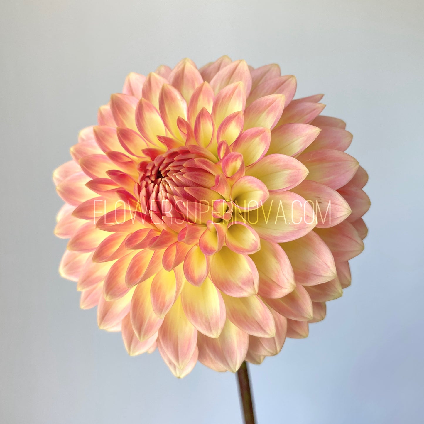 Dahlia Oreti Adele