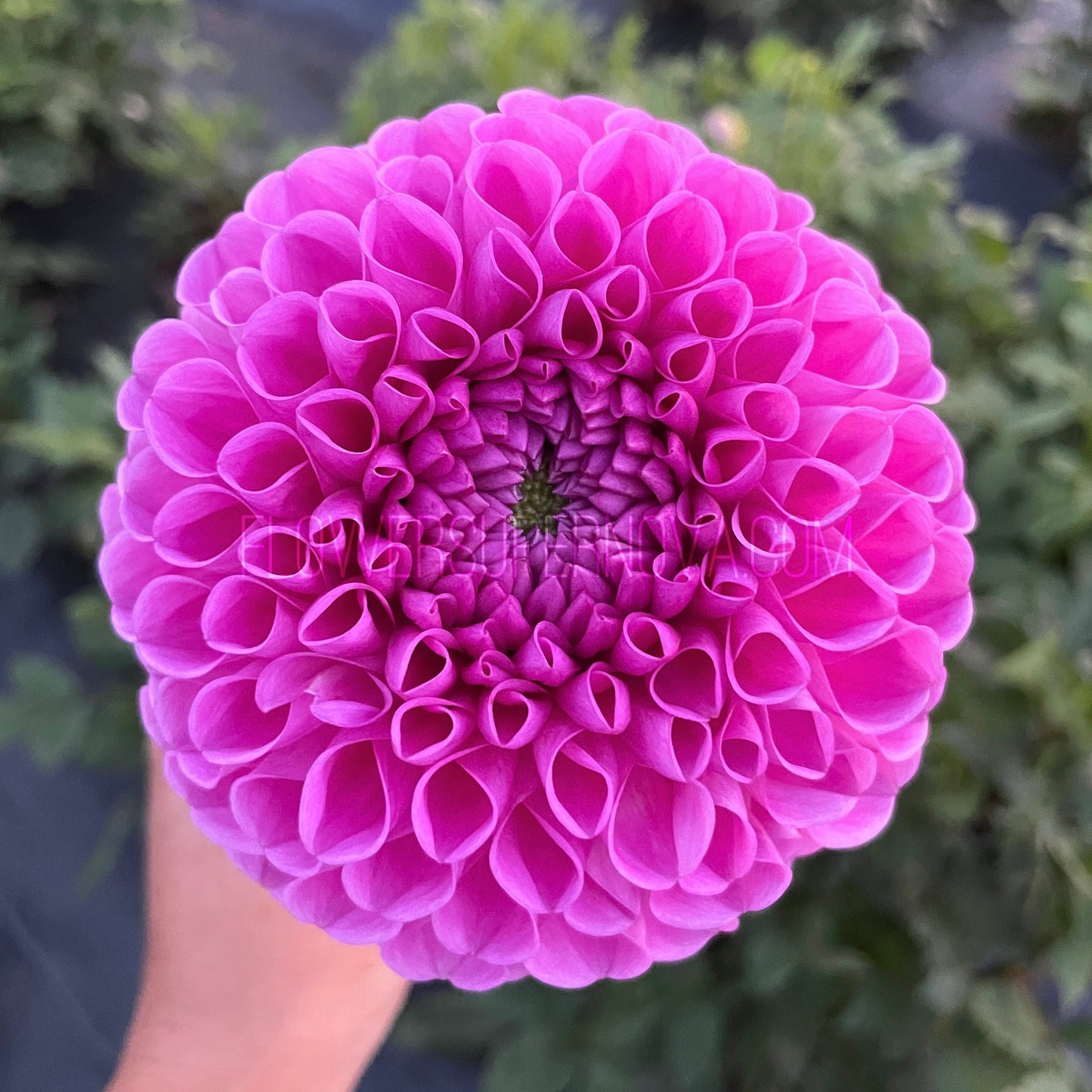 Dahlia Westerton Folly