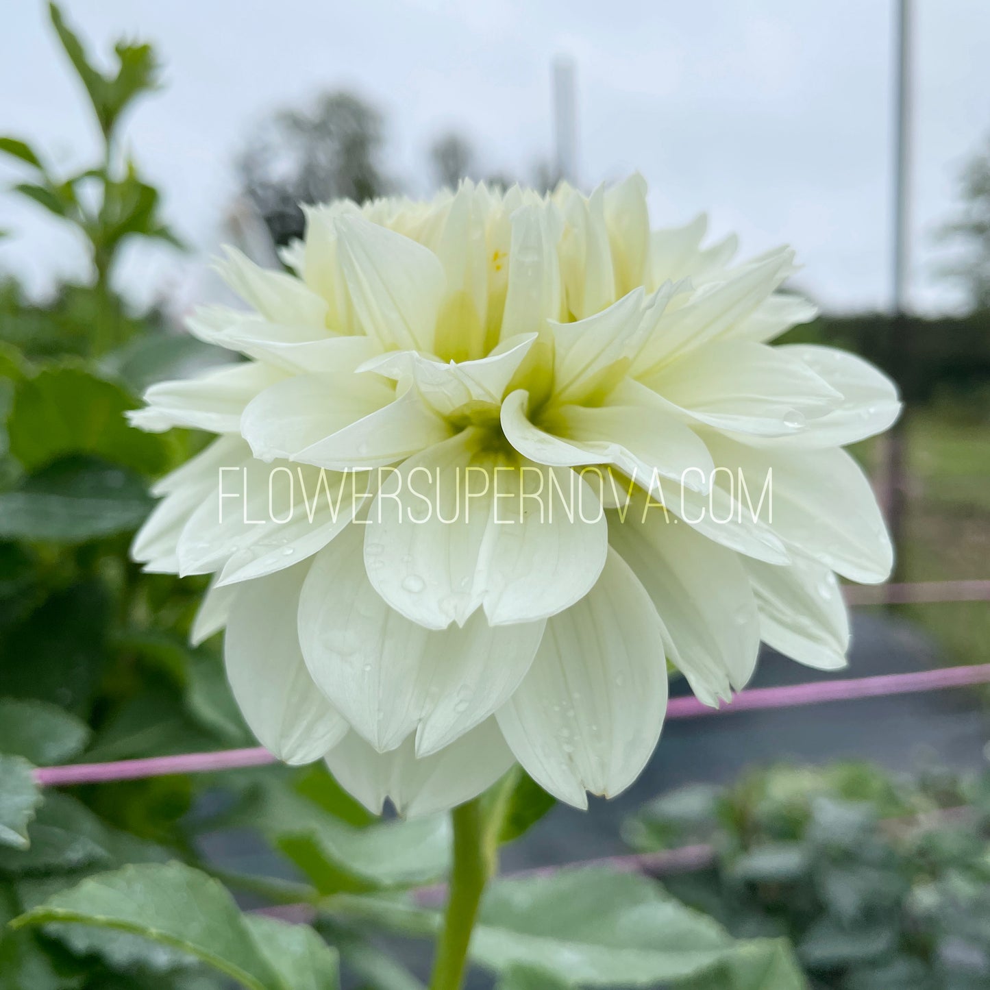 Dahlia Gitts Attention