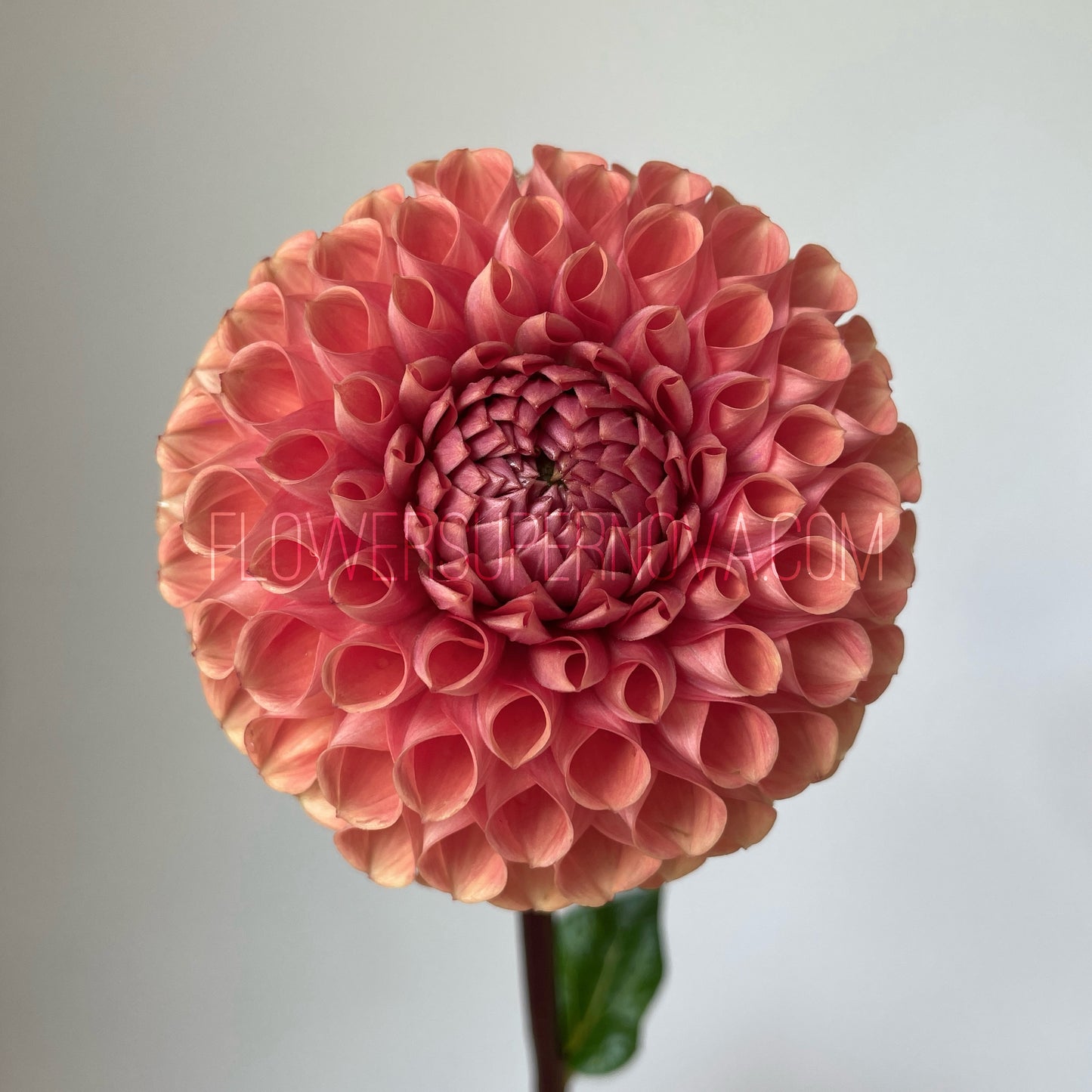 Dahlia Cornel Bronze