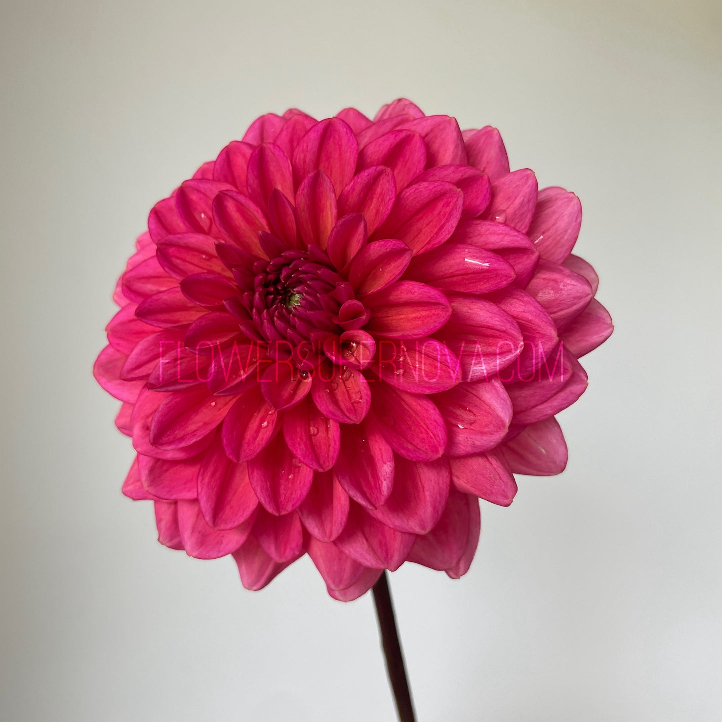 Dahlia Salmon Runner