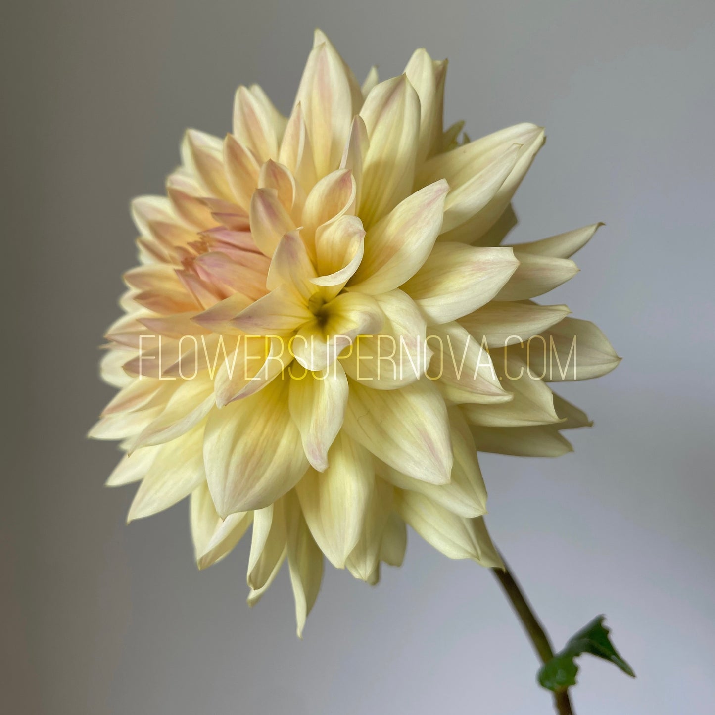 Dahlia Canoz Jaguar
