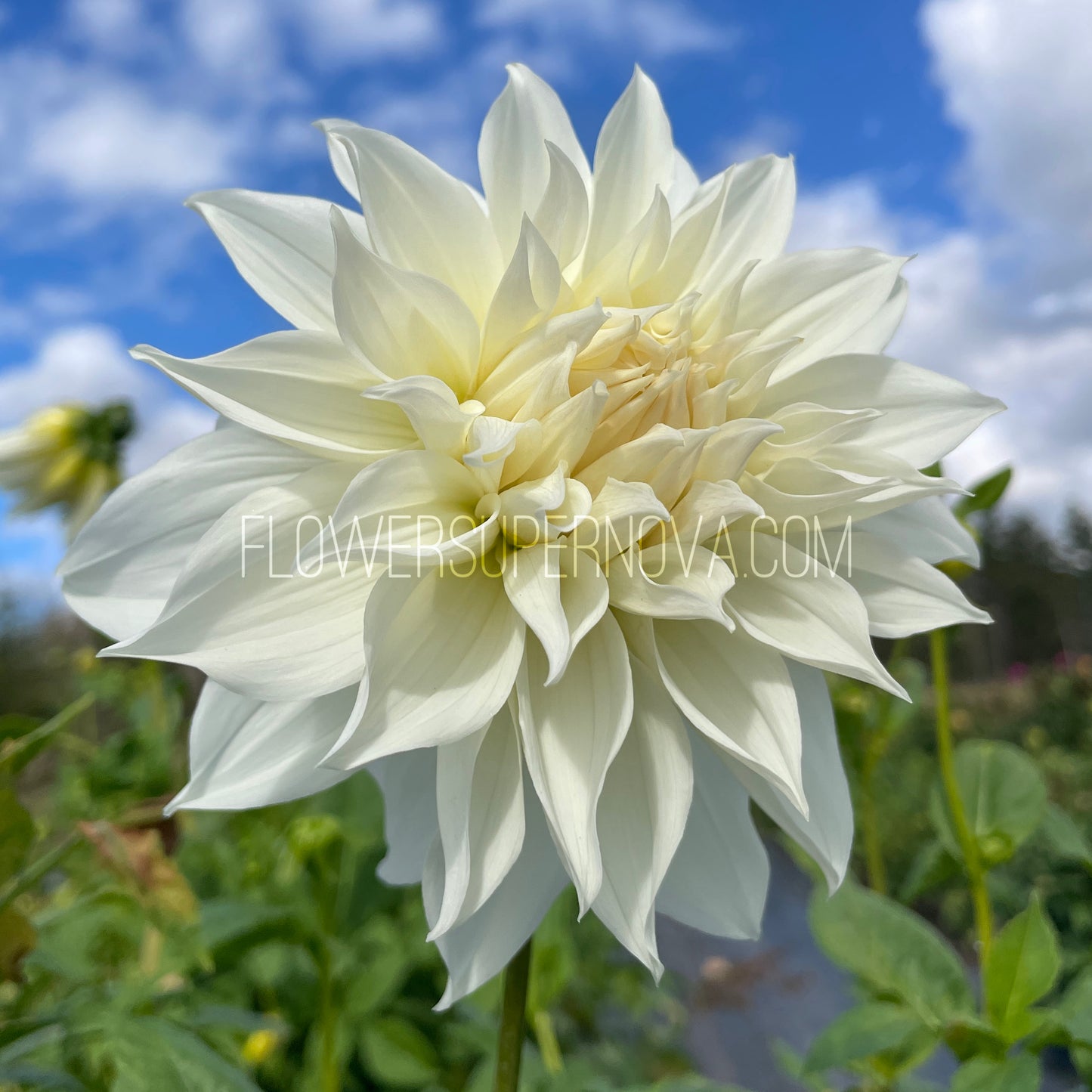 Dahlia Snowbound