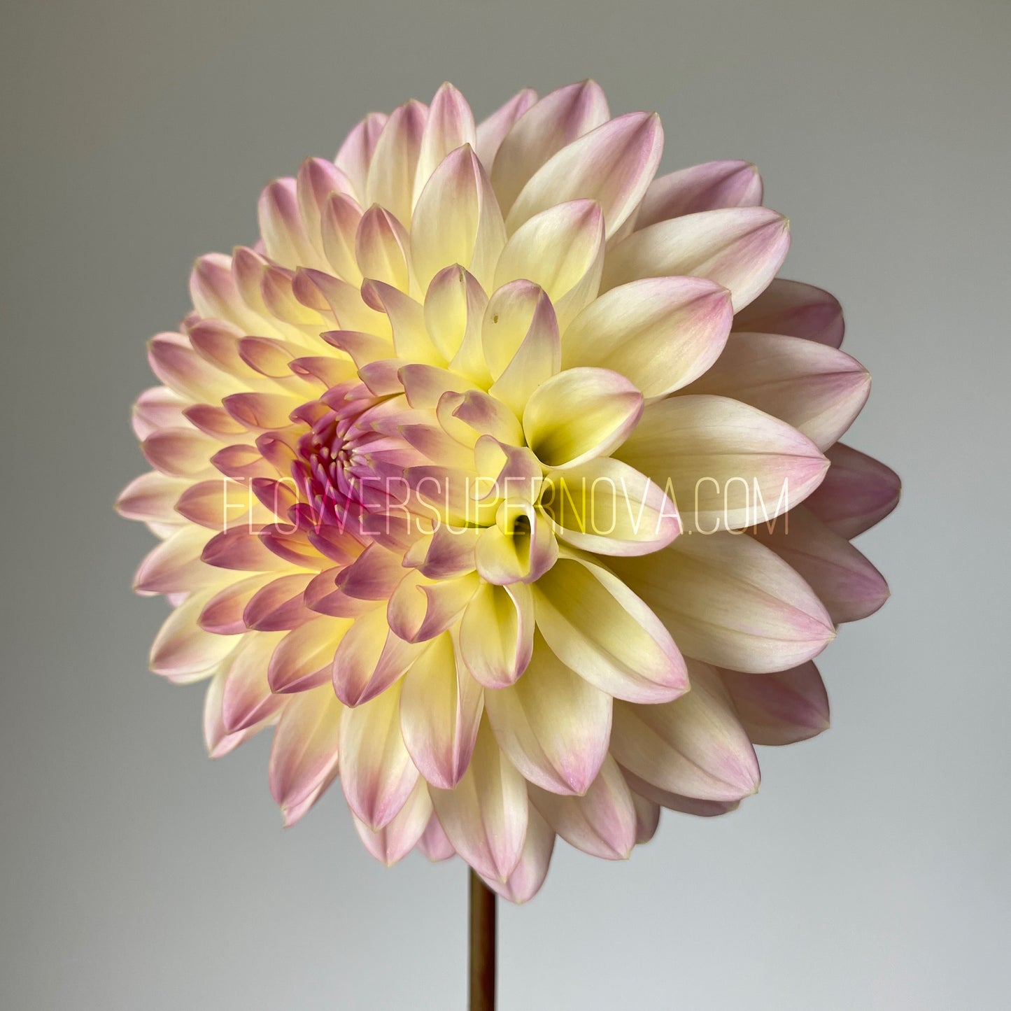 Dahlia Coralie