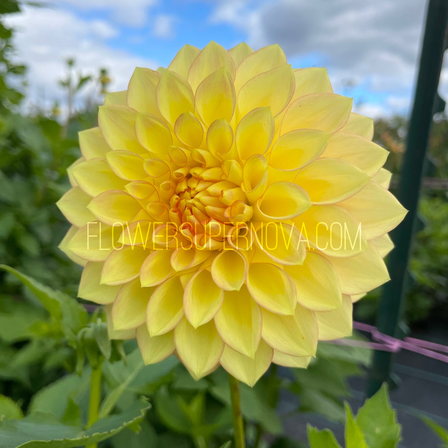 Dahlia Clearview Crackerjack