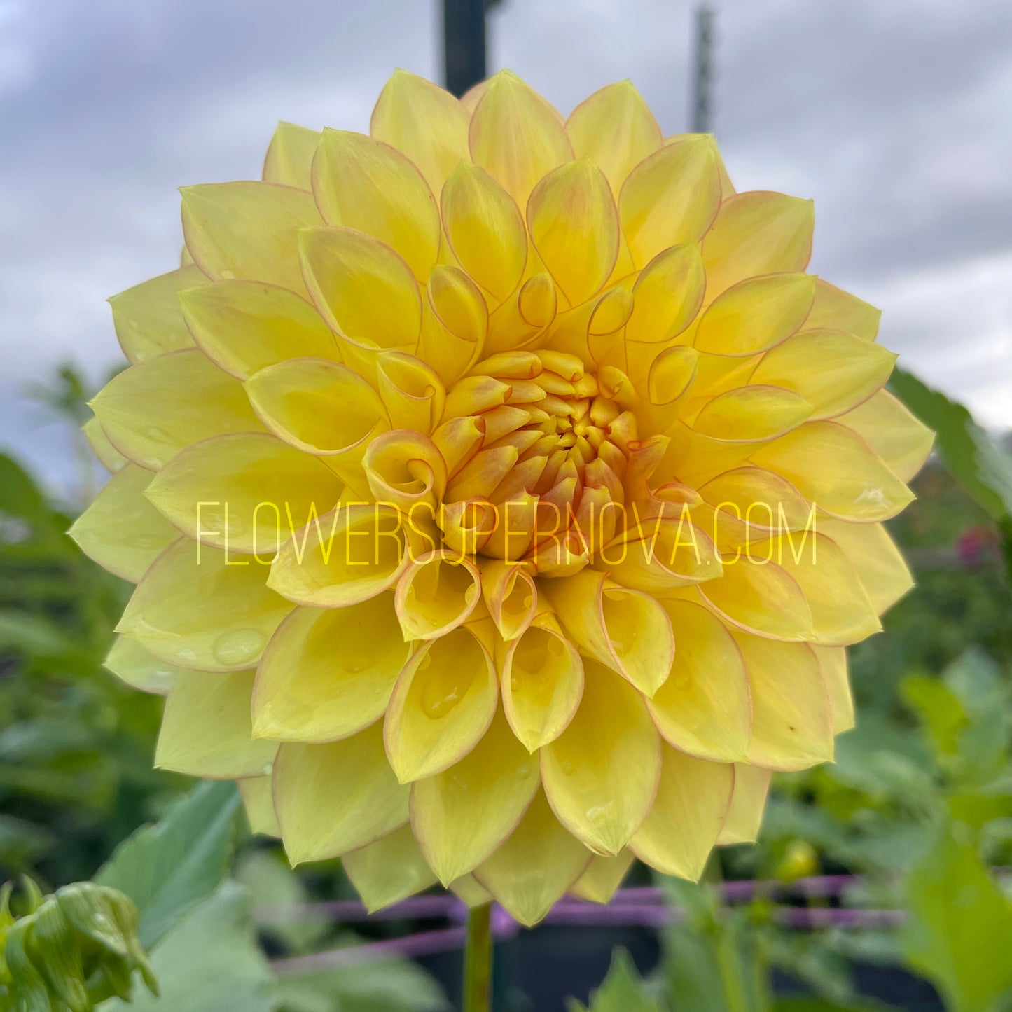 Dahlia Clearview Crackerjack