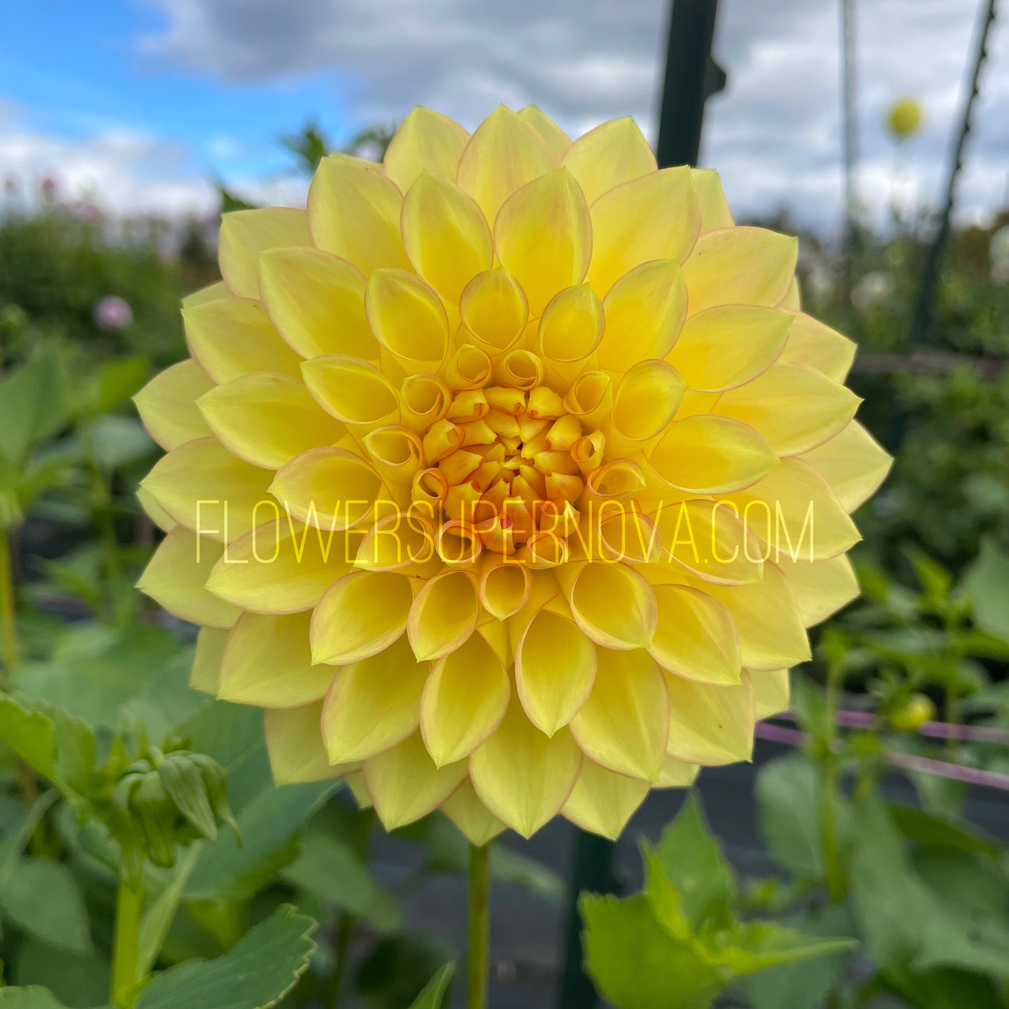 Dahlia Clearview Crackerjack