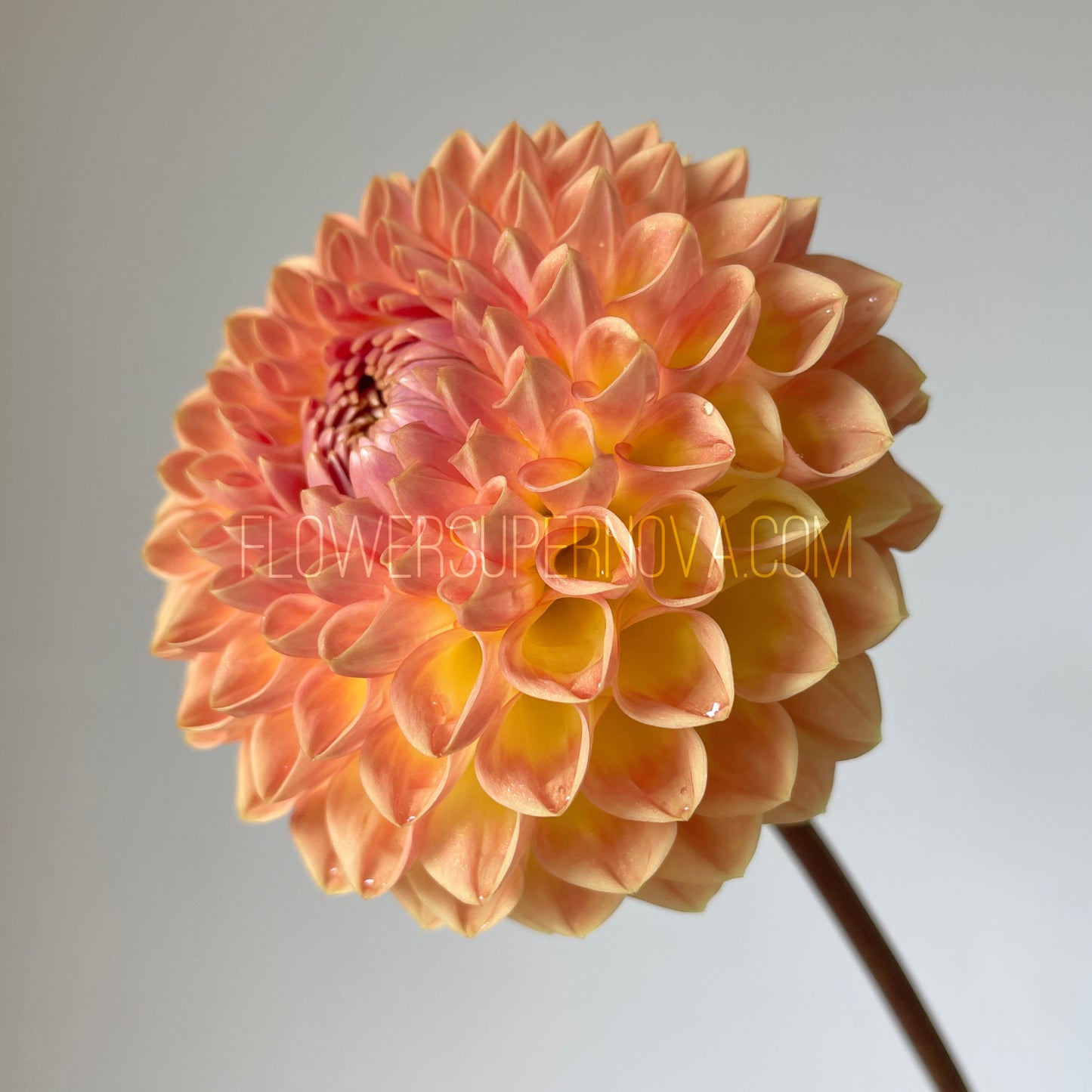 Dahlia Blyton Softer Gleam