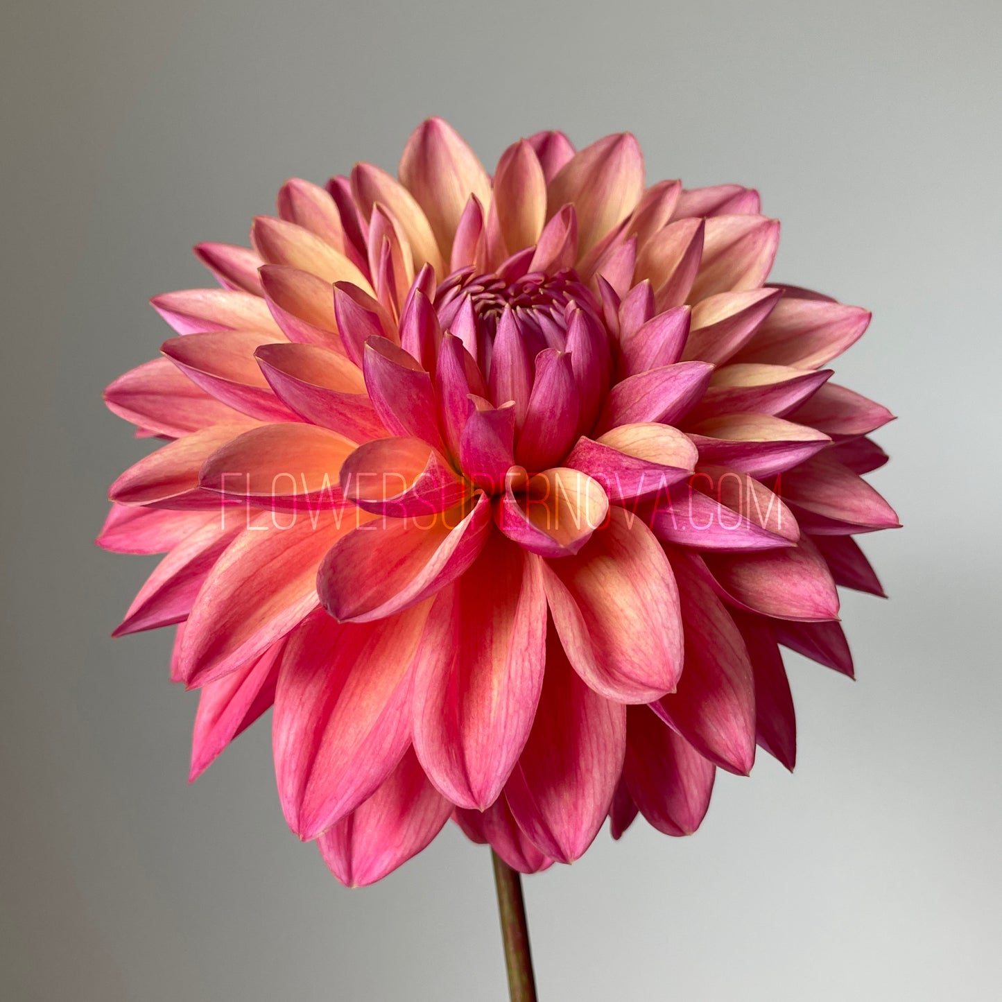 Dahlia Scaur Swinton
