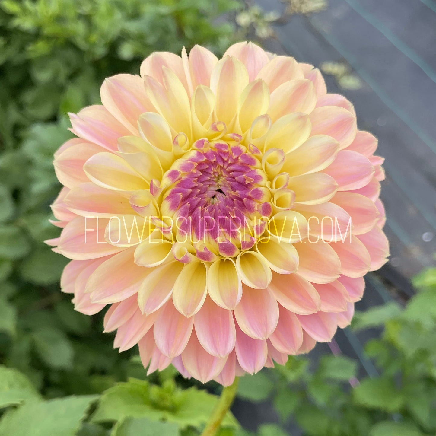 Dahlia Elks Tennley Rose - LIMIT 1