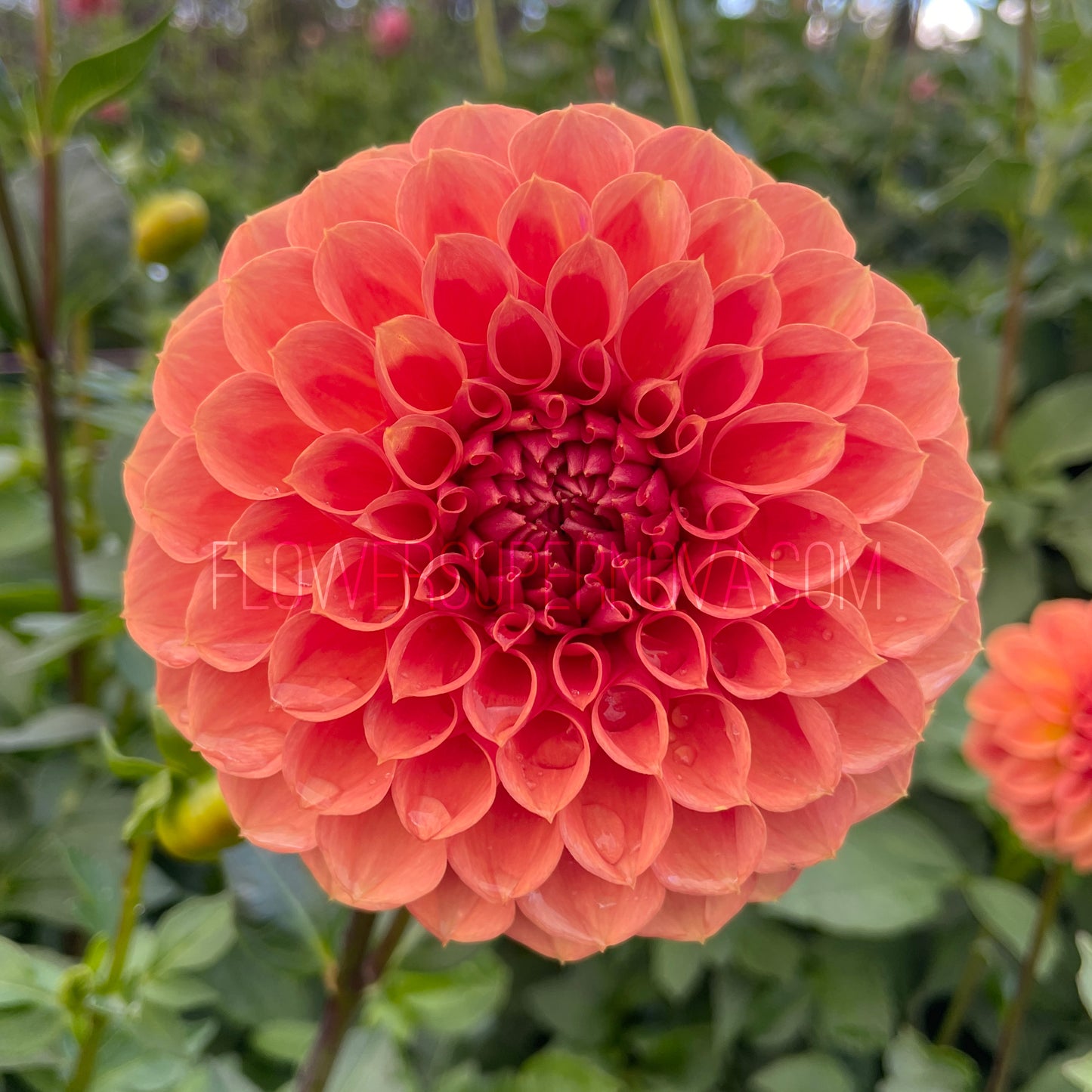 Dahlia Ferncliff Apricot