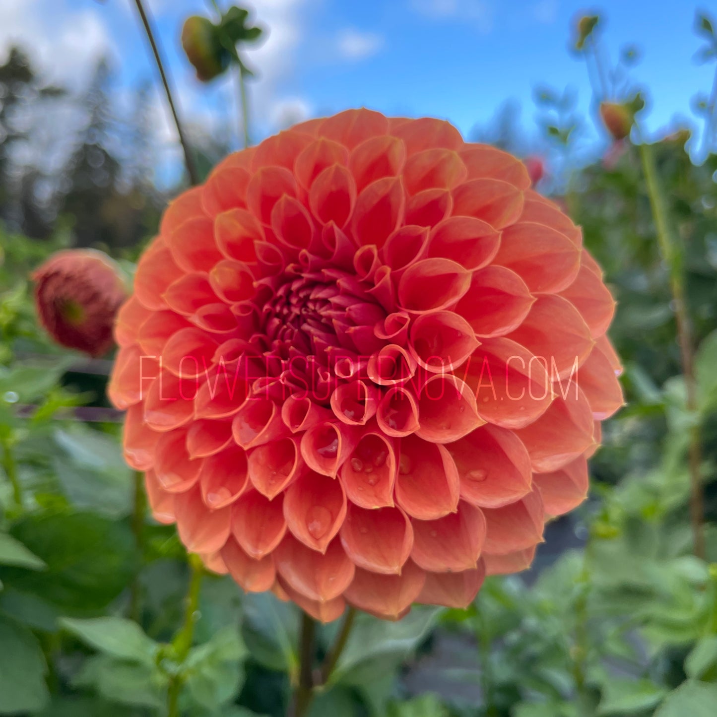 Dahlia Ferncliff Apricot