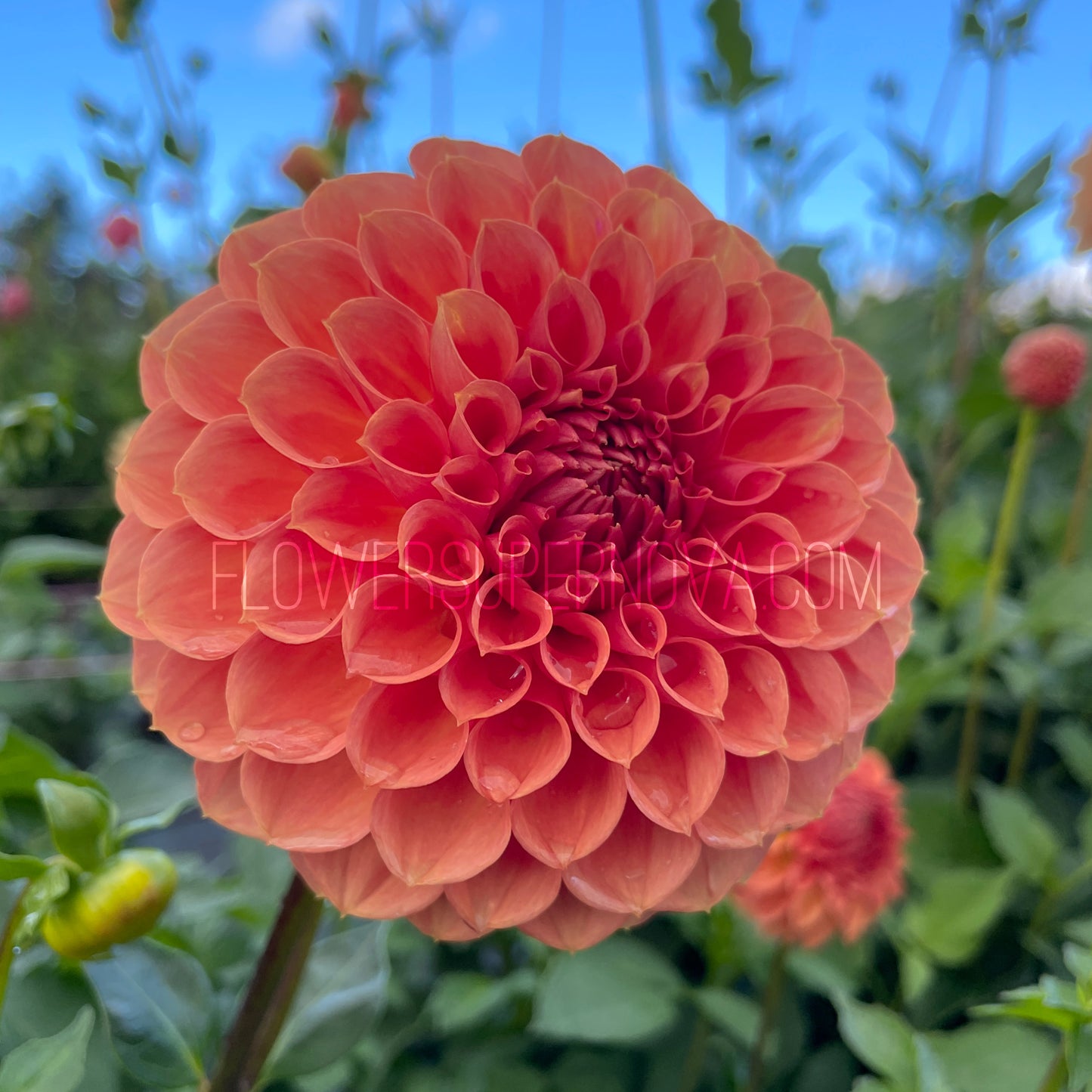 Dahlia Ferncliff Apricot