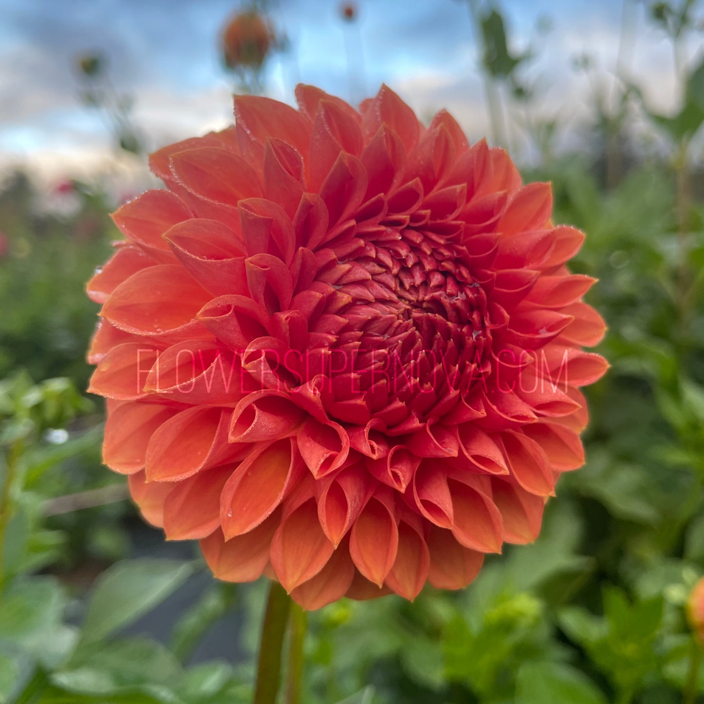 Dahlia Ferncliff Apricot