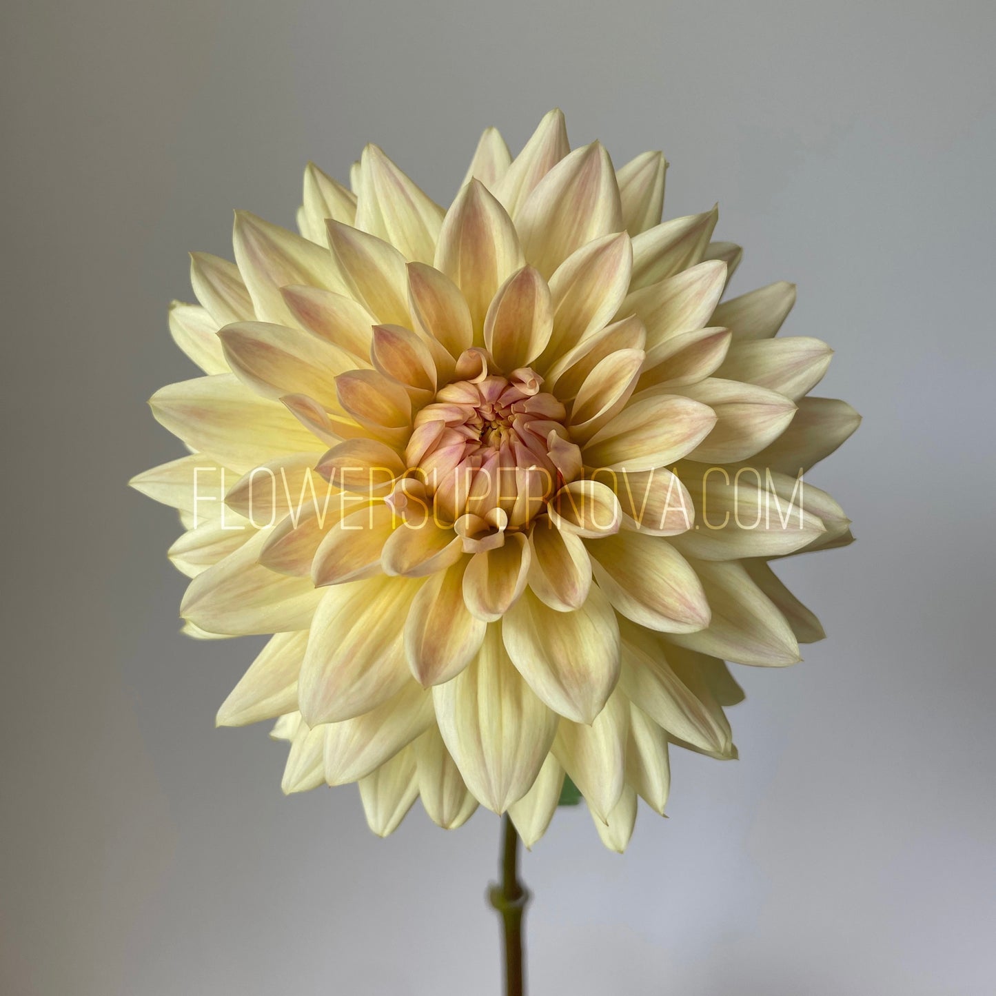 Dahlia Canoz Jaguar