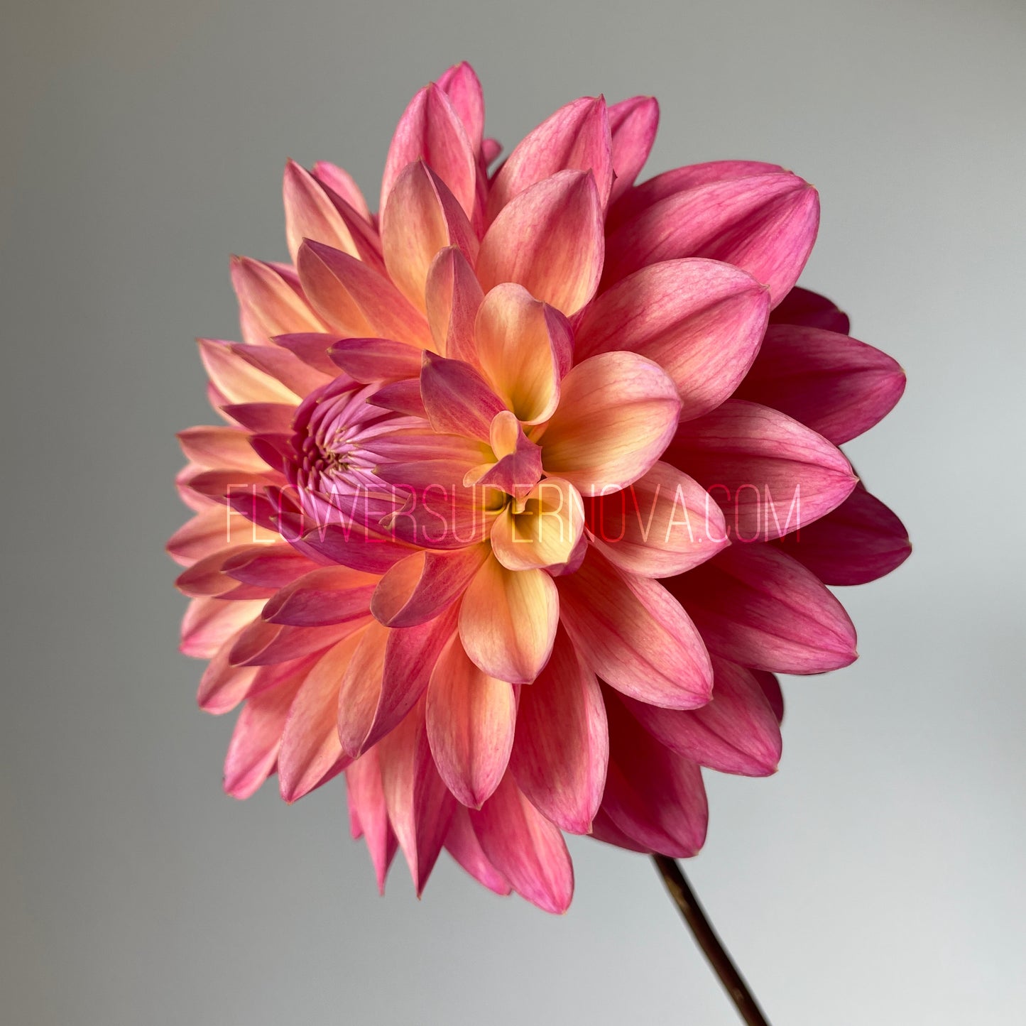 Dahlia Scaur Swinton