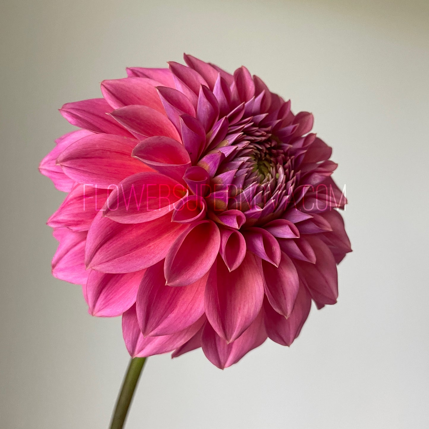 Dahlia Ferncliff Classy