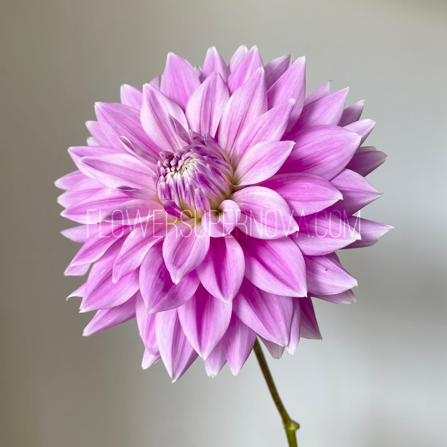 Dahlia Ferncliff Inspiration