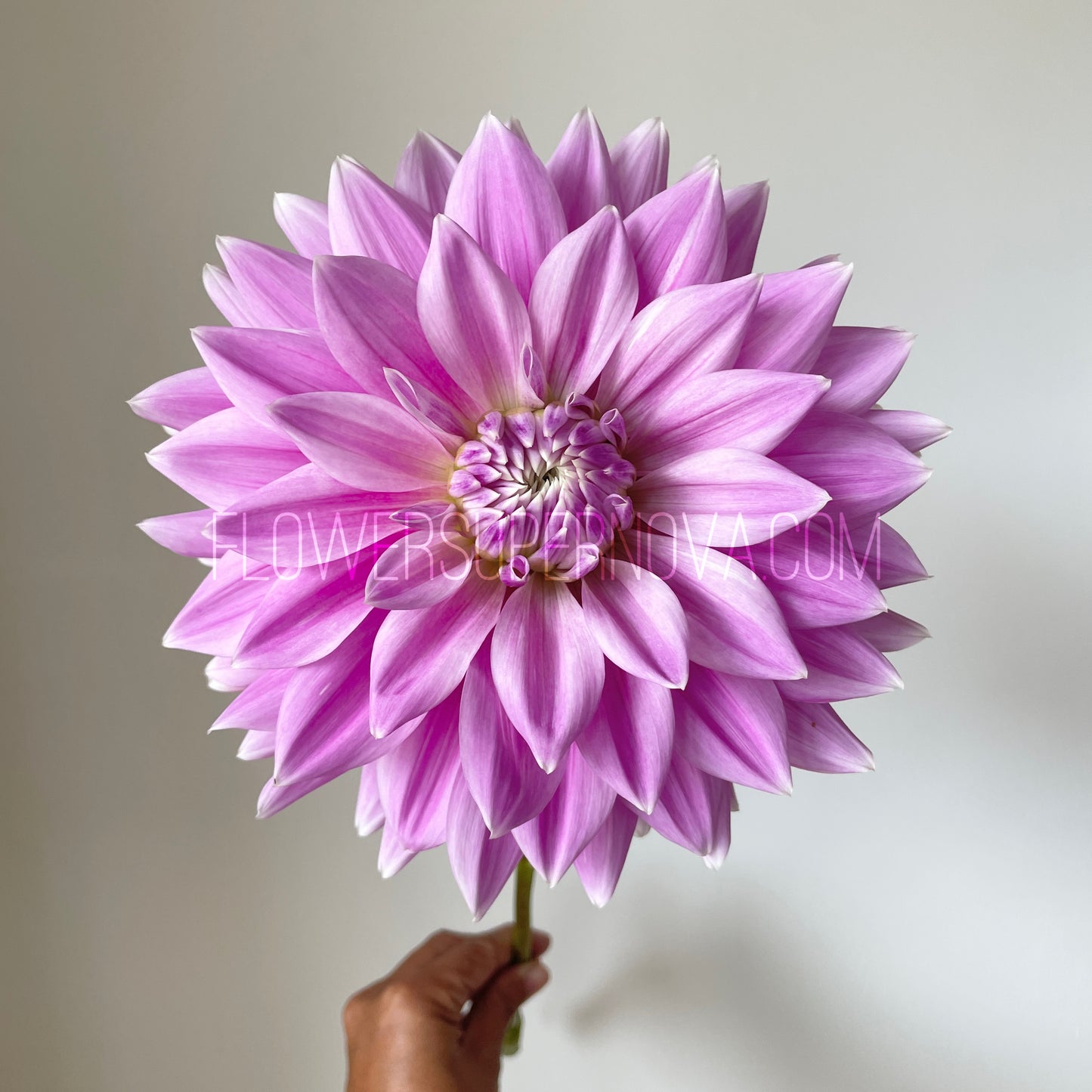 Dahlia Ferncliff Inspiration