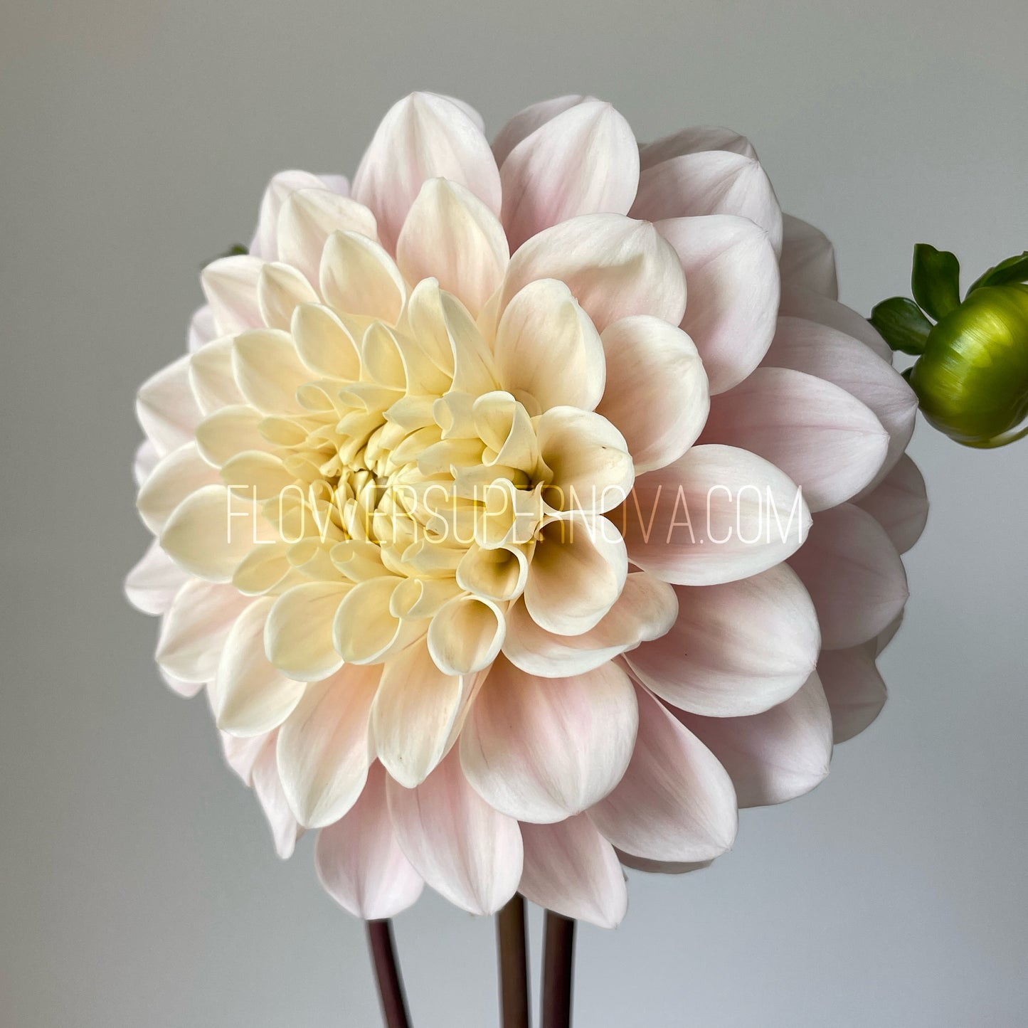 Dahlia Sweet Nathalie