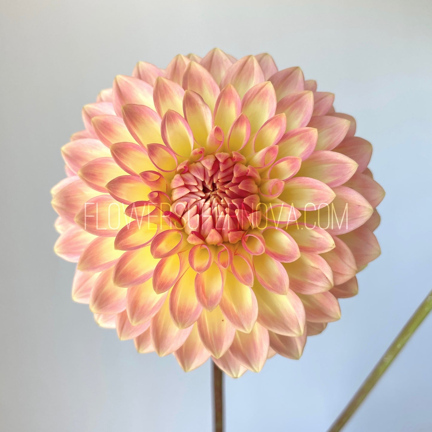 Dahlia Oreti Adele