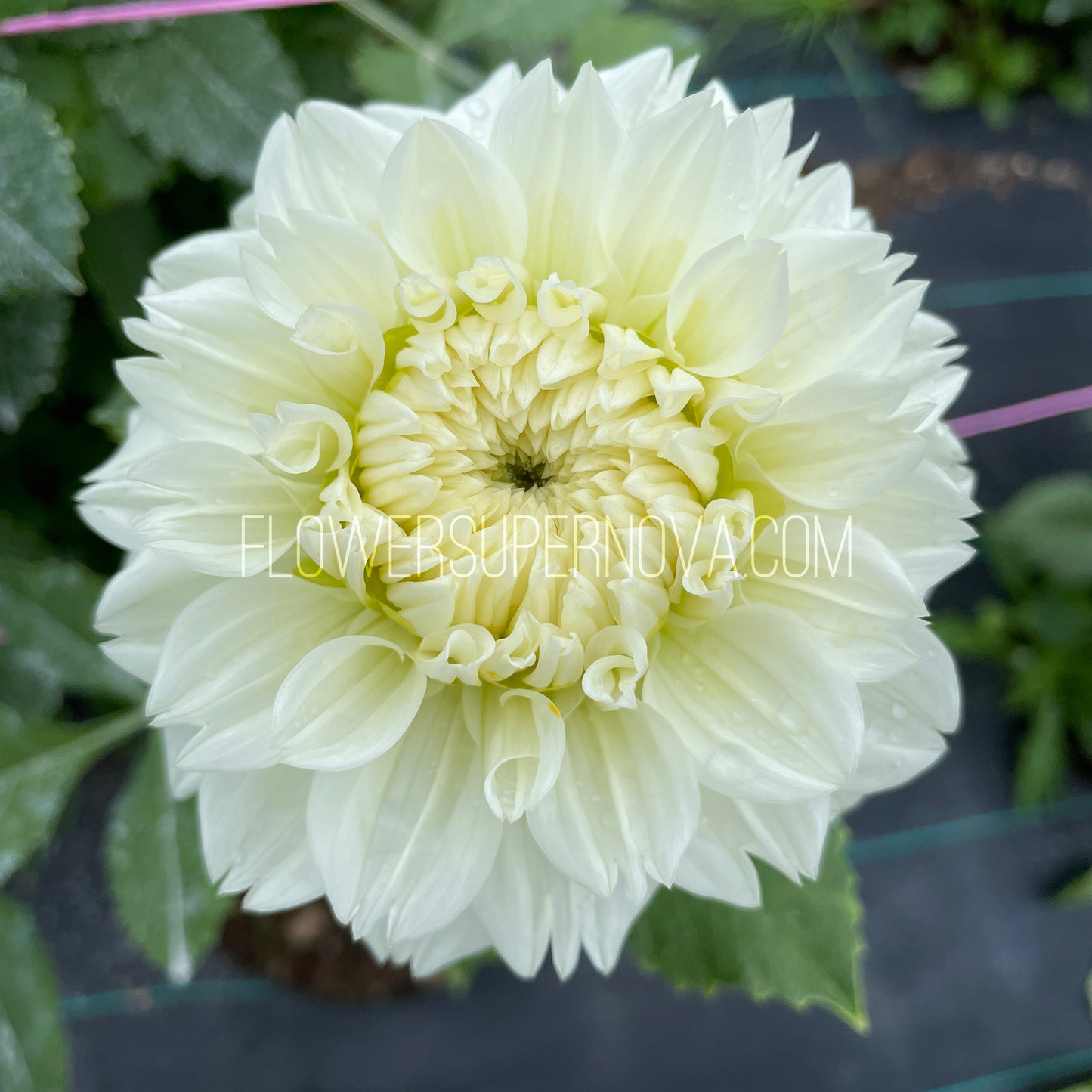 Dahlia Gitts Attention