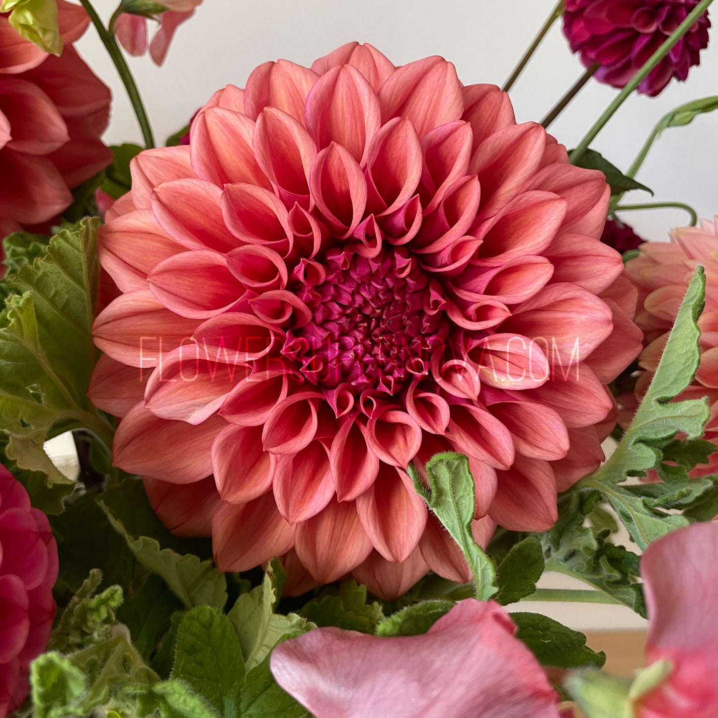 Dahlia Orange Globe - LIMIT 1