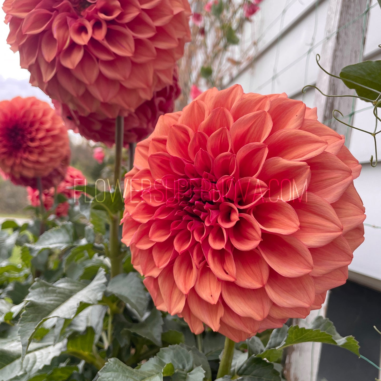 Dahlia Orange Globe - LIMIT 1