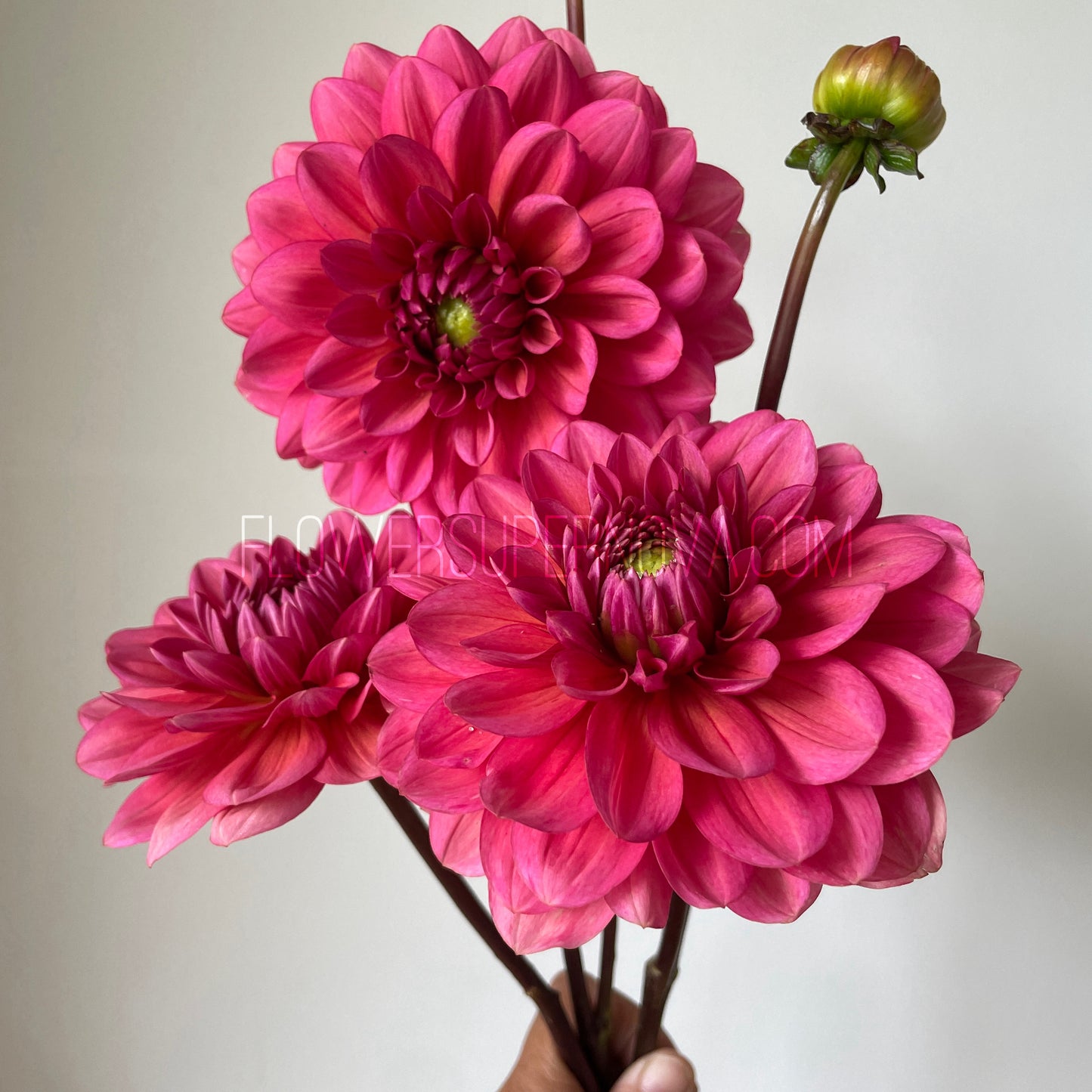 Dahlia Salmon Runner