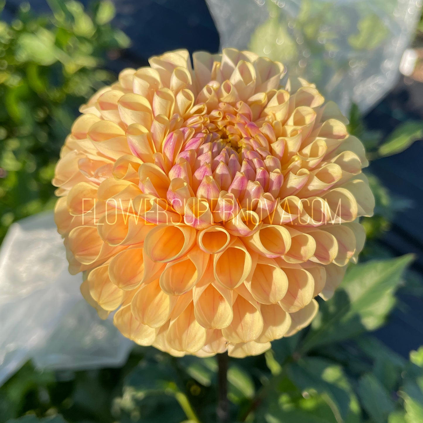 Dahlia 20th Ave Gwen - LIMIT 1
